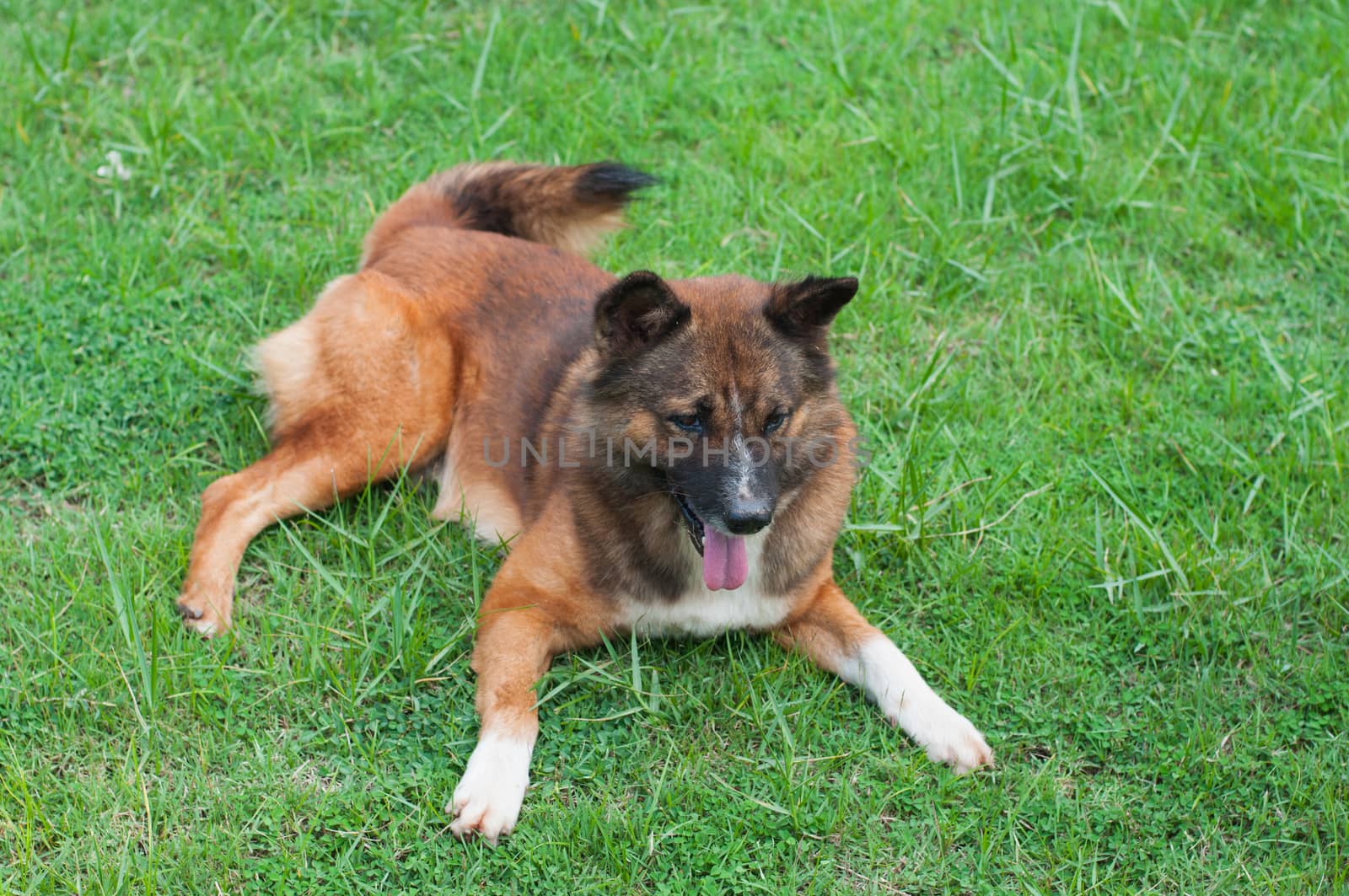 the dog is sitting on a yard