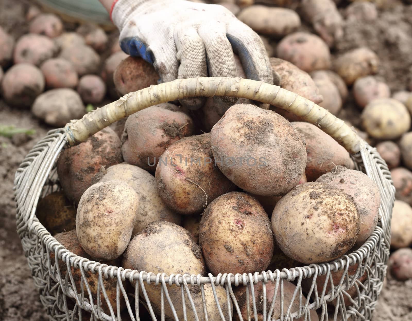 Farmer in collects organic potatoes in a basket