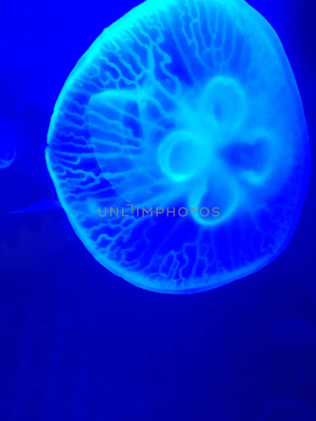 closed up the jellyfish in aquarium