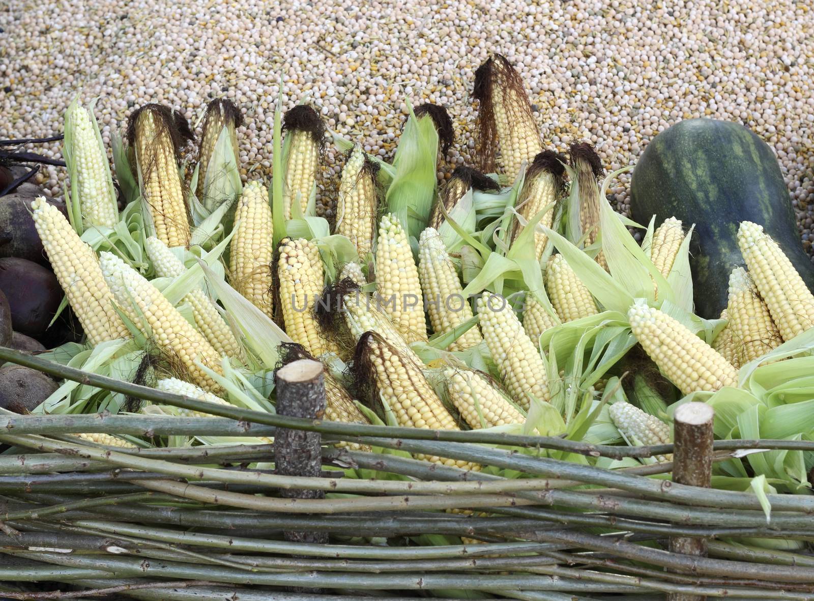 Corn cobs by openas