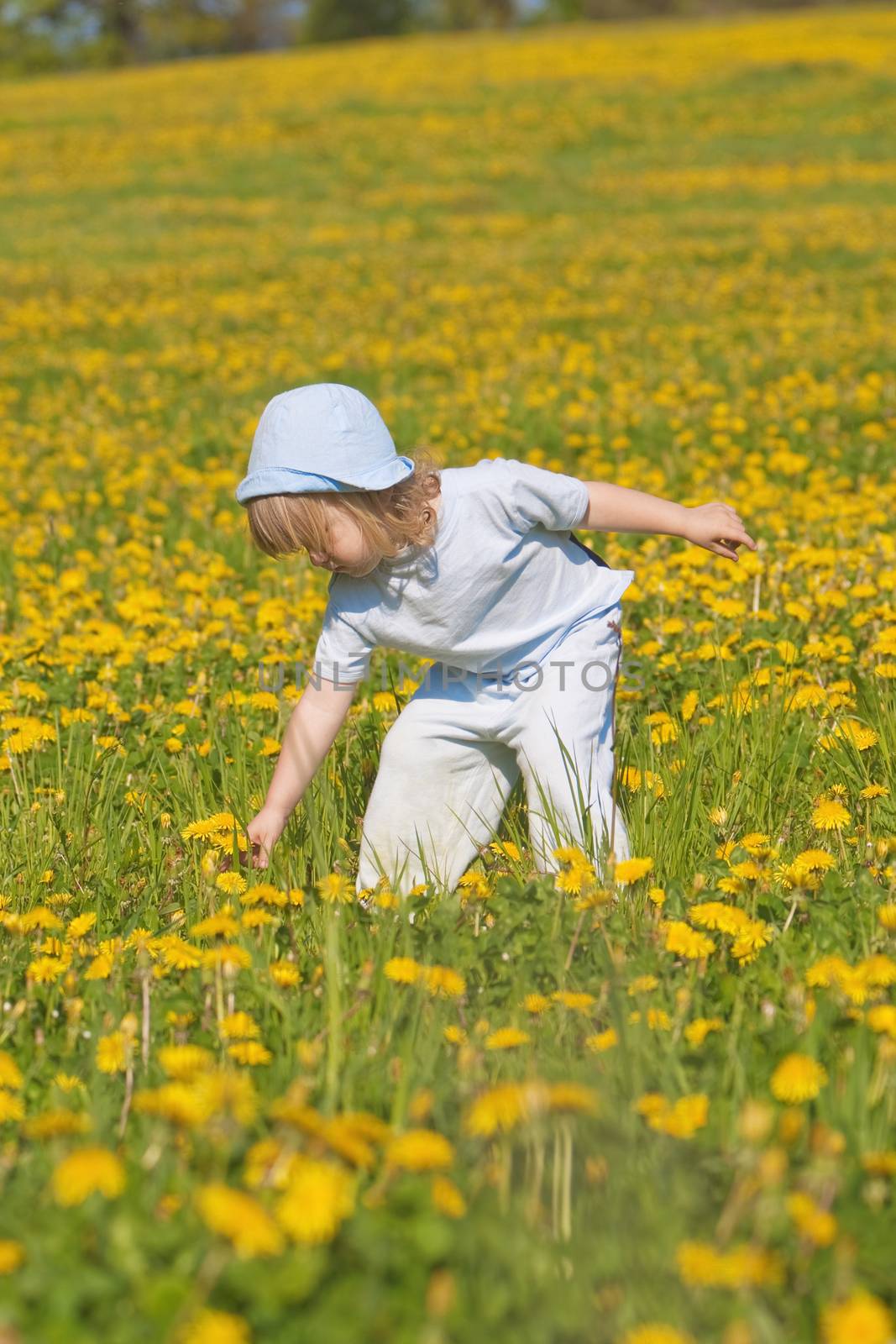 boy with long blond hair picking dandelion standing in a field