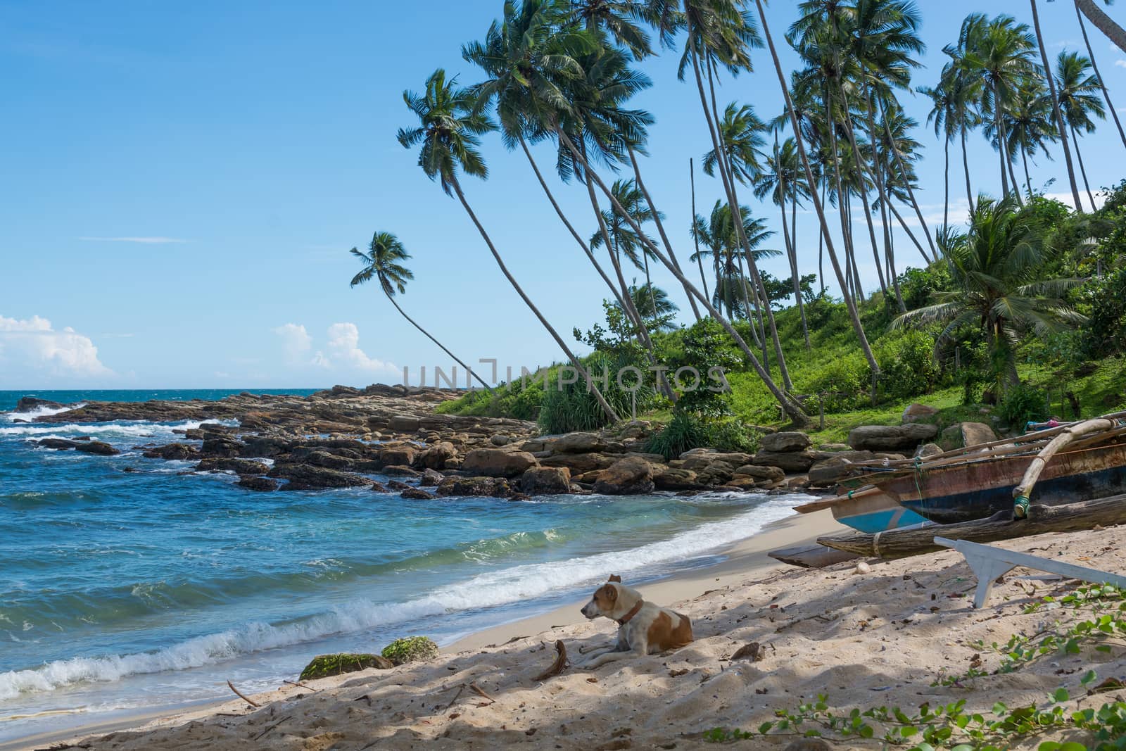 Dog resting on tropical rocky beach with coconut palm trees and fishing boats. Tangalle, Southern Province, Sri Lanka, Asia.