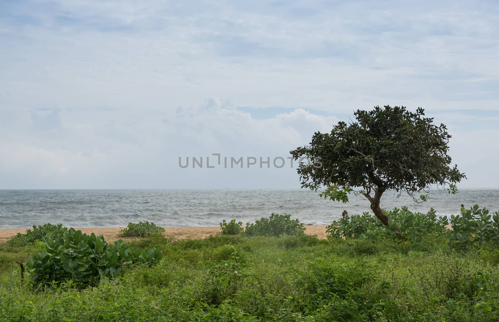 Tsunami memorial tree in Yala National Park, Sri Lanka, Southern Province, Asia,