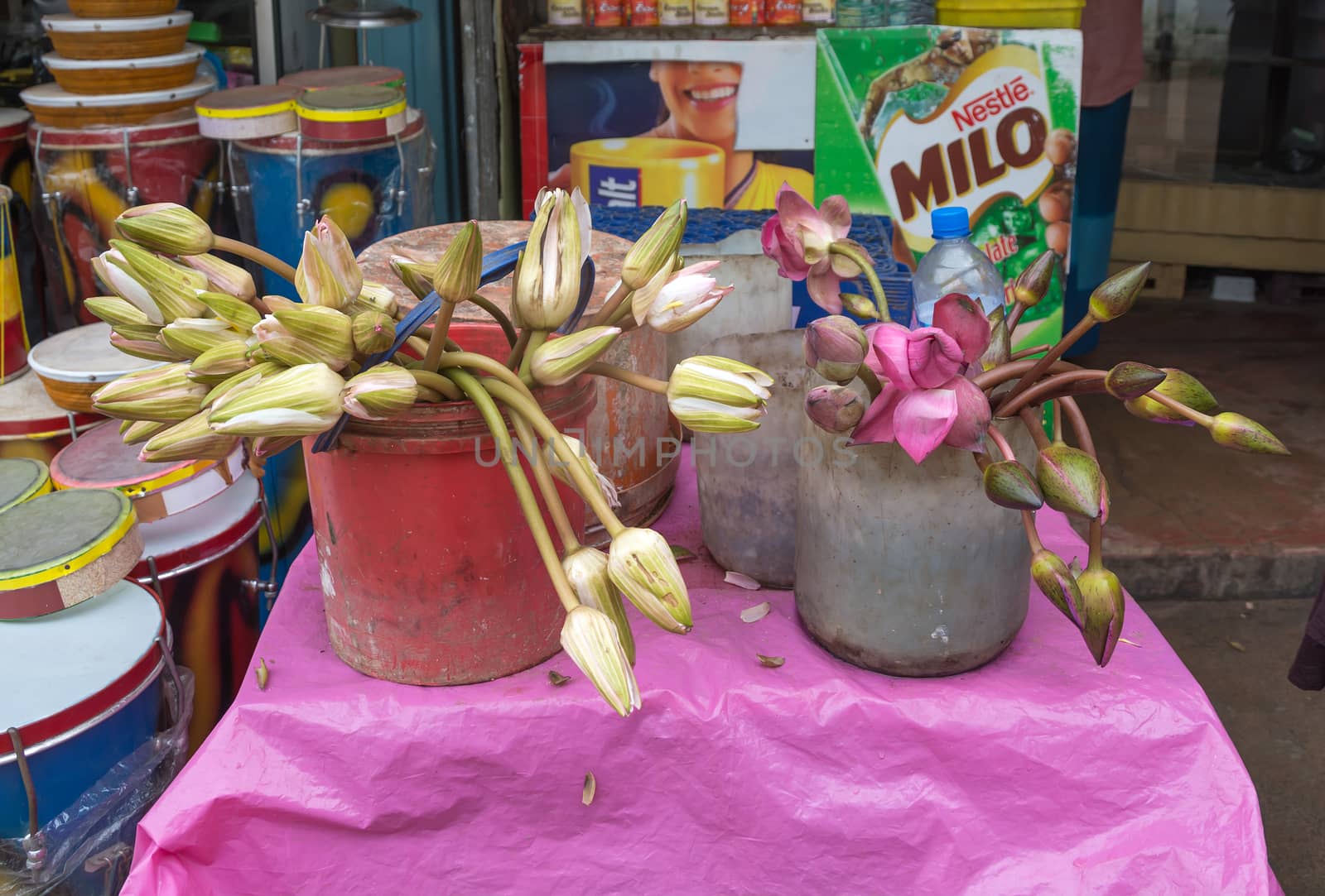 DICKWELLA, SOUTHERN PROVINCE, SRI LANKA - DECEMBER 20 2014: Lotus flower buds for sale in a store outside buddhist monastery Wewurukannala Vihara on December 20 2014, Dickwella, Southern Province, Sri Lanka, Asia.