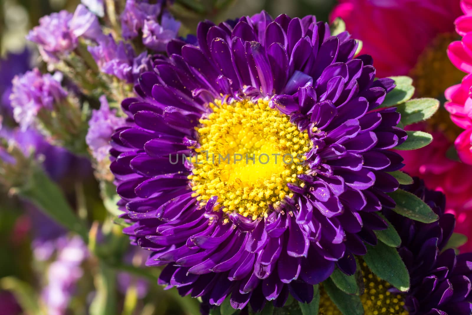 Close - up of big purple flower