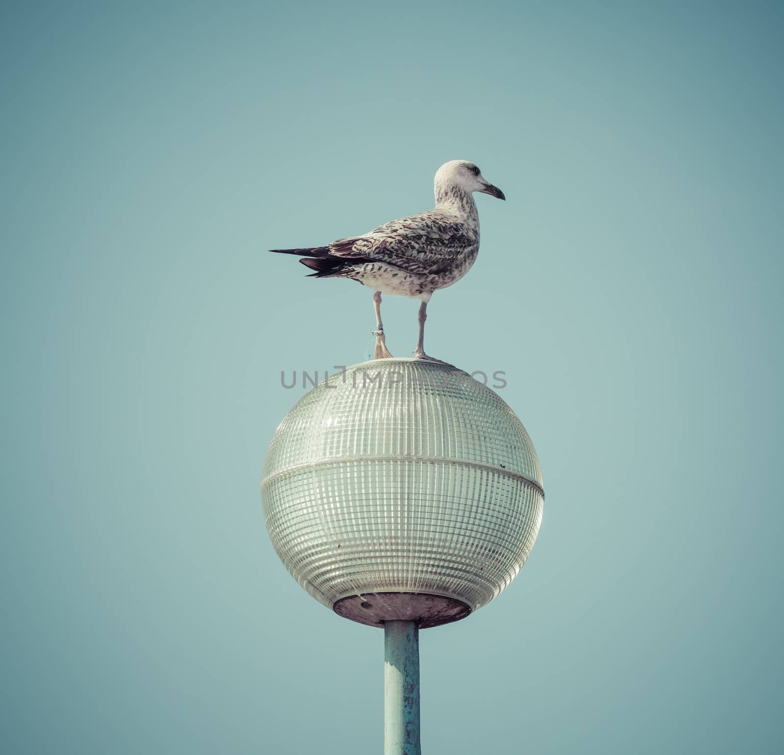 Seagull by Onigiristudio