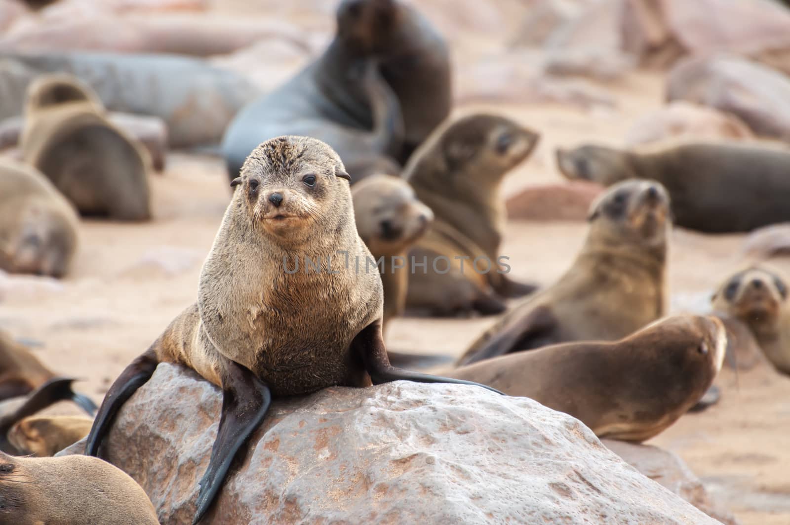 Cape Fur Seals by JFJacobsz