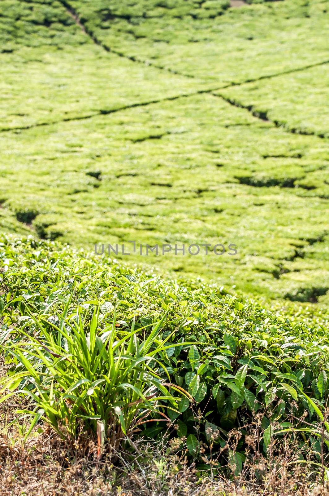 Lemongrass Bush by JFJacobsz