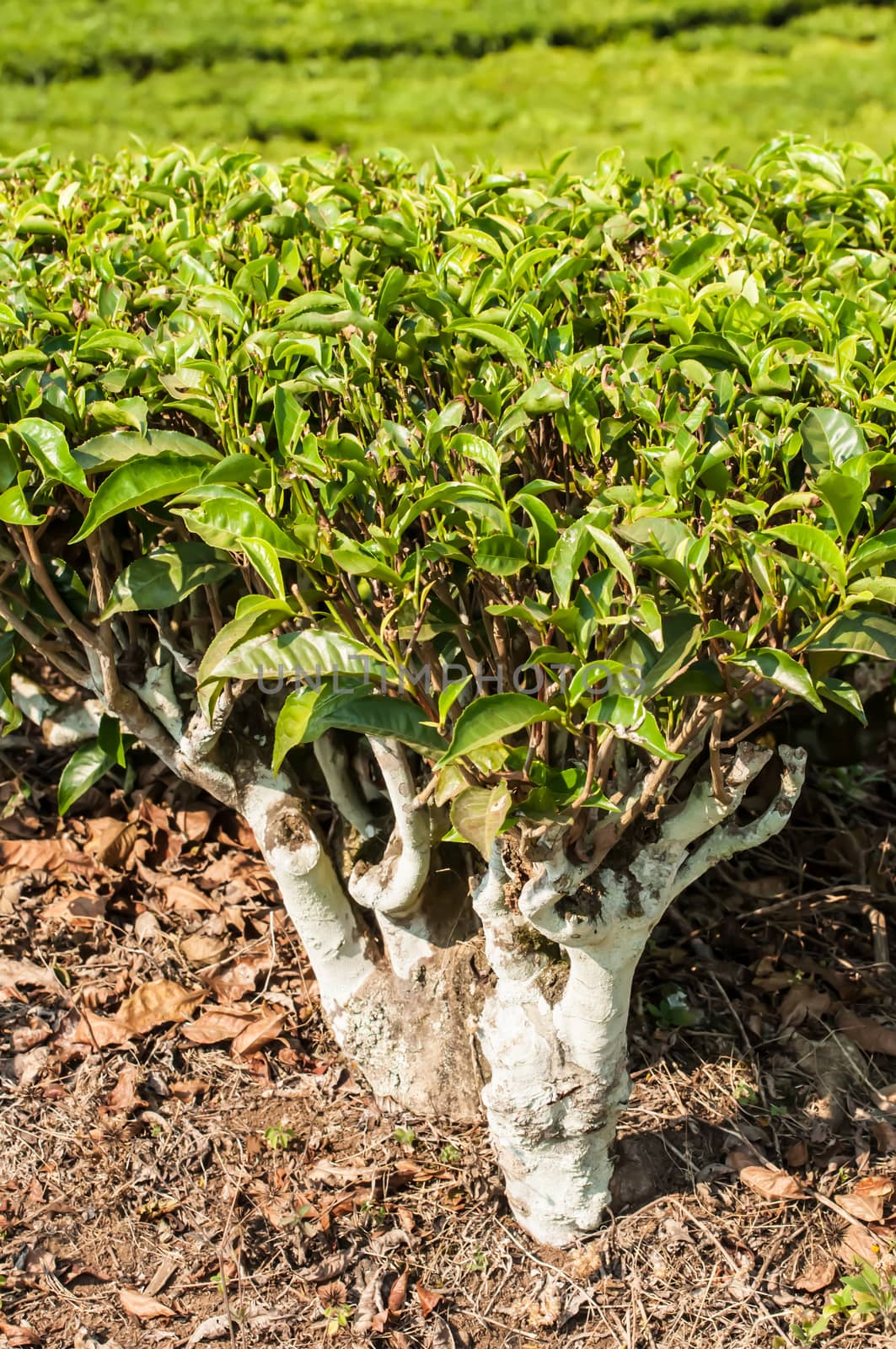 An up close view of a complete tea plant on a tea farm. the stems and the leaves are clearly vissible.