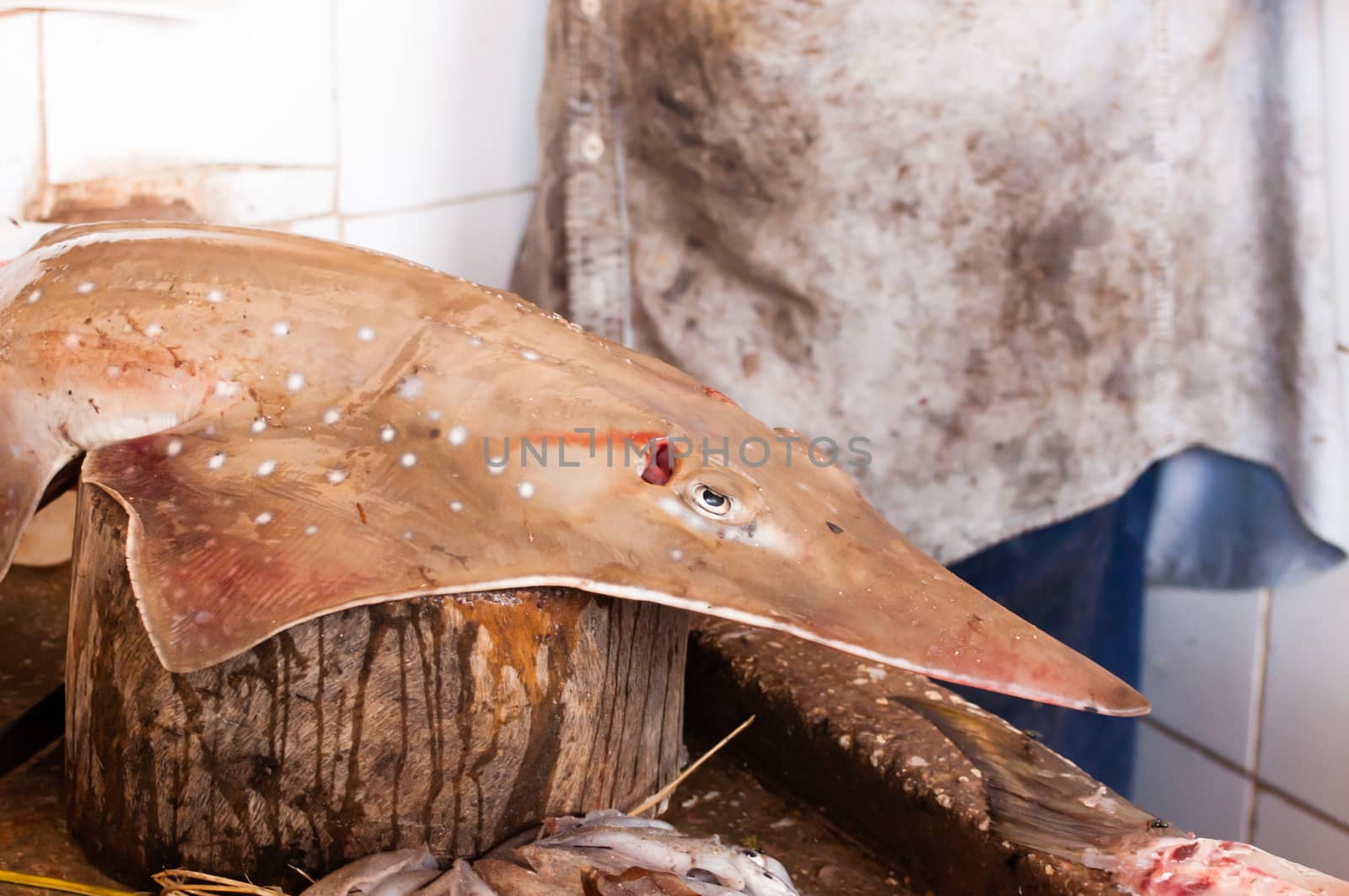 Sand shark for sale at the fish market in Stone Town, Zanzibar.