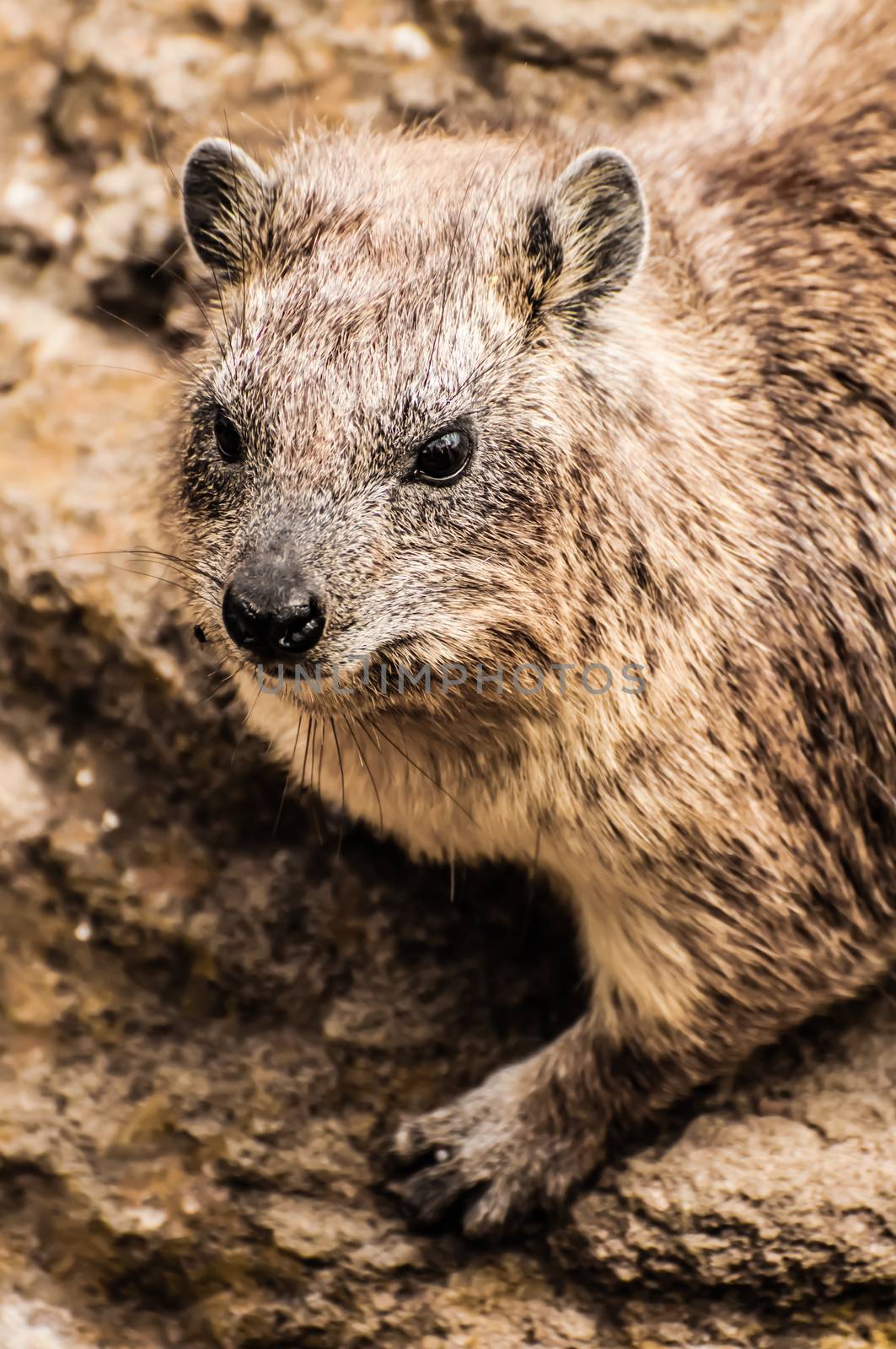 Rock Hyrax by JFJacobsz