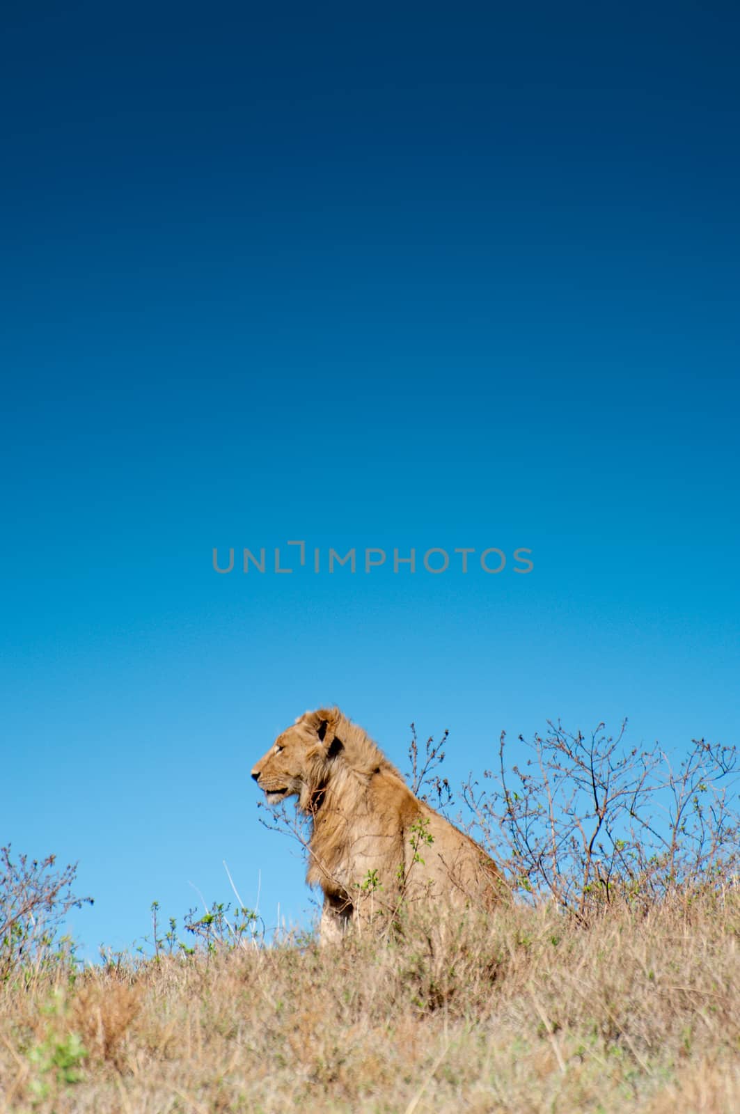 Male Lion on Hill by JFJacobsz