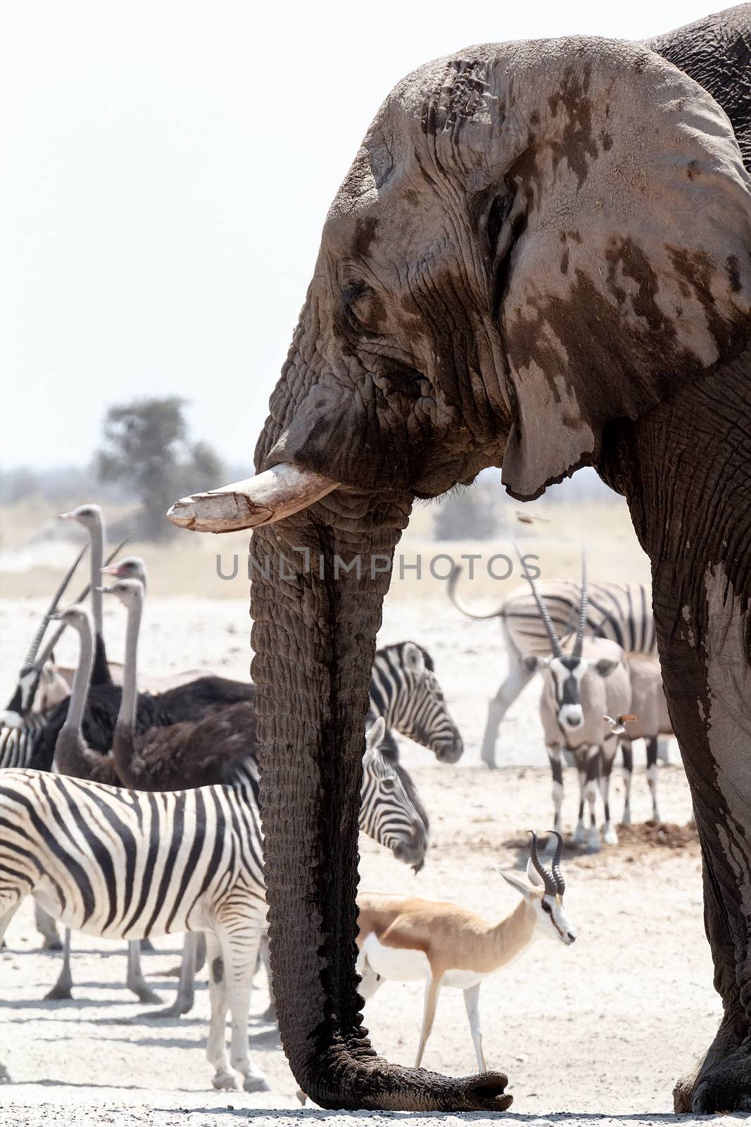 African elephants drinking at a muddy waterhole with other animals, Etosha national Park, Ombika, Kunene, Namibia. True wildlife photography