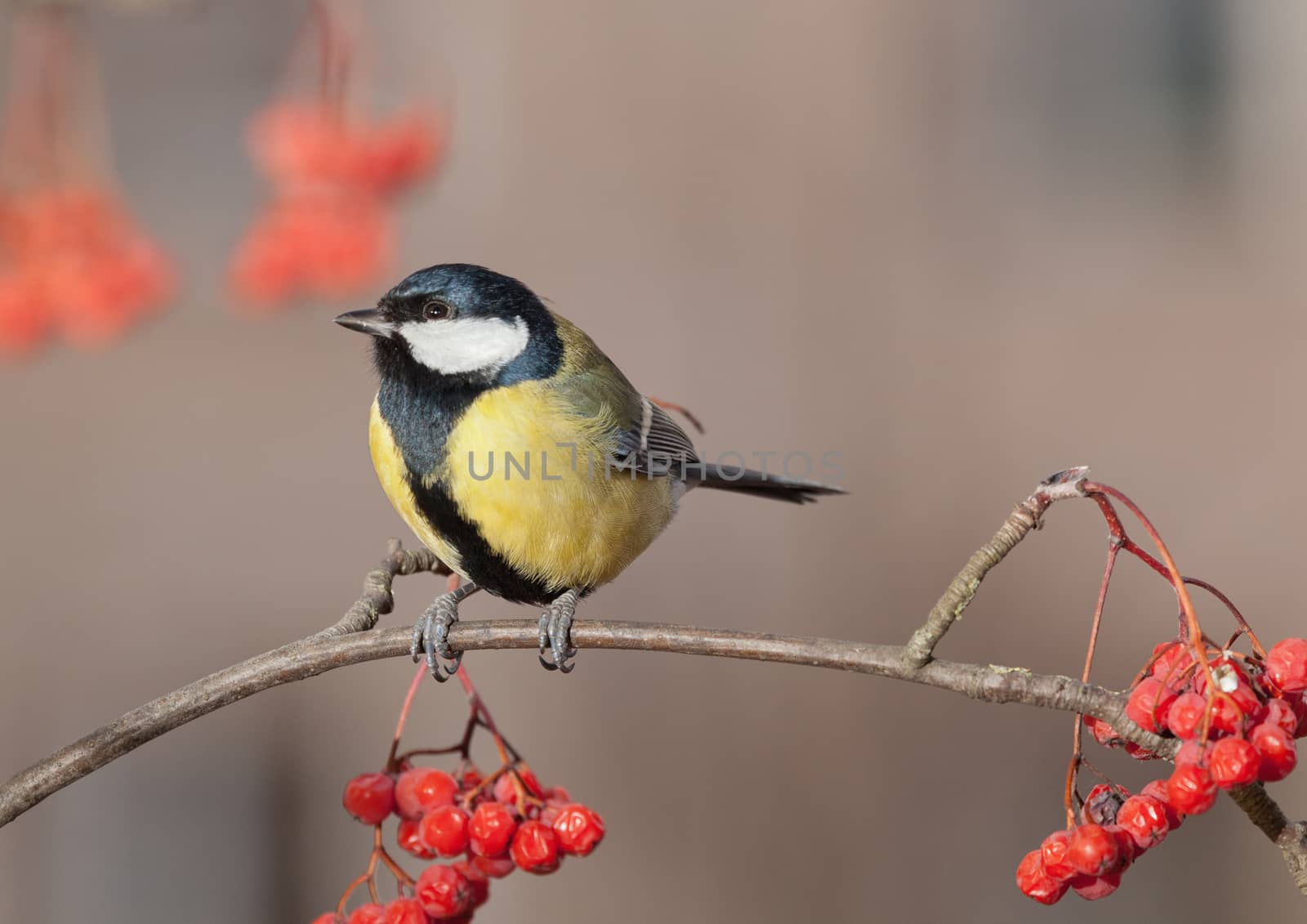 Great Tit - Parus major by fotooxotnik