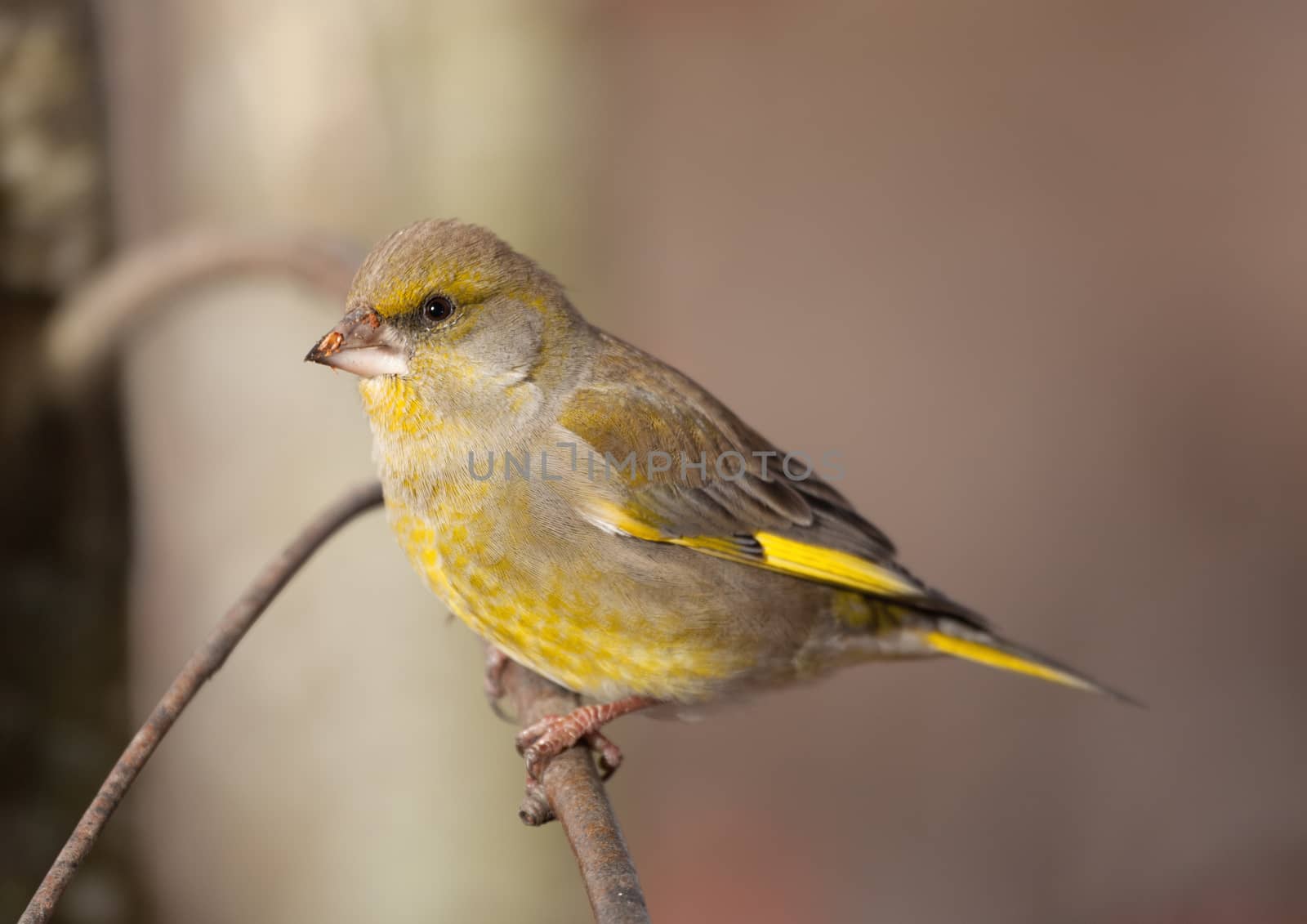 The greenfinch sits on a mountain ash branch in rainy winter day