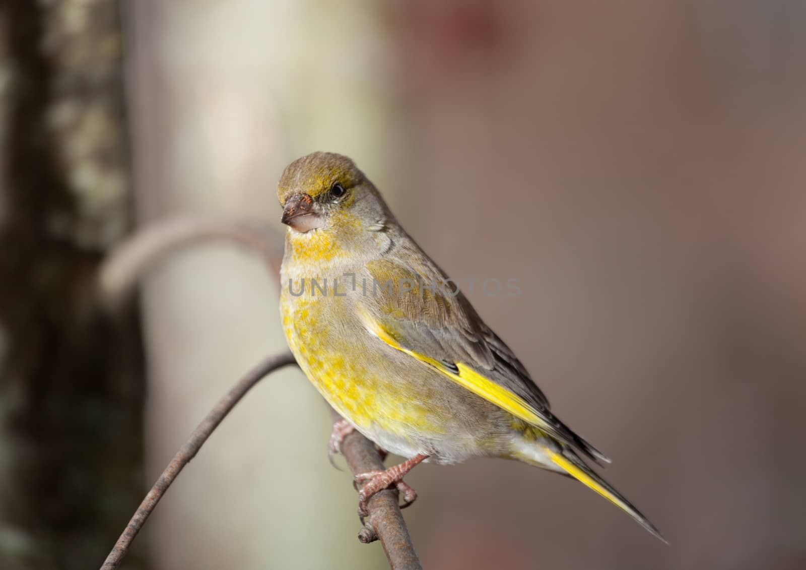 The greenfinch sits on a mountain ash branch in rainy winter day