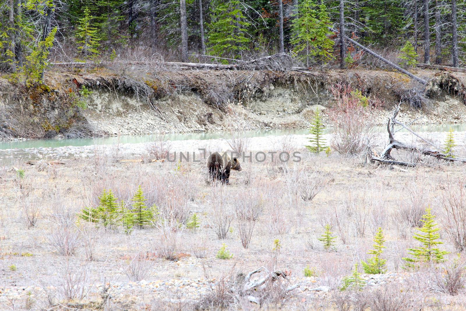 Snow falling with grizzly bear walking by river