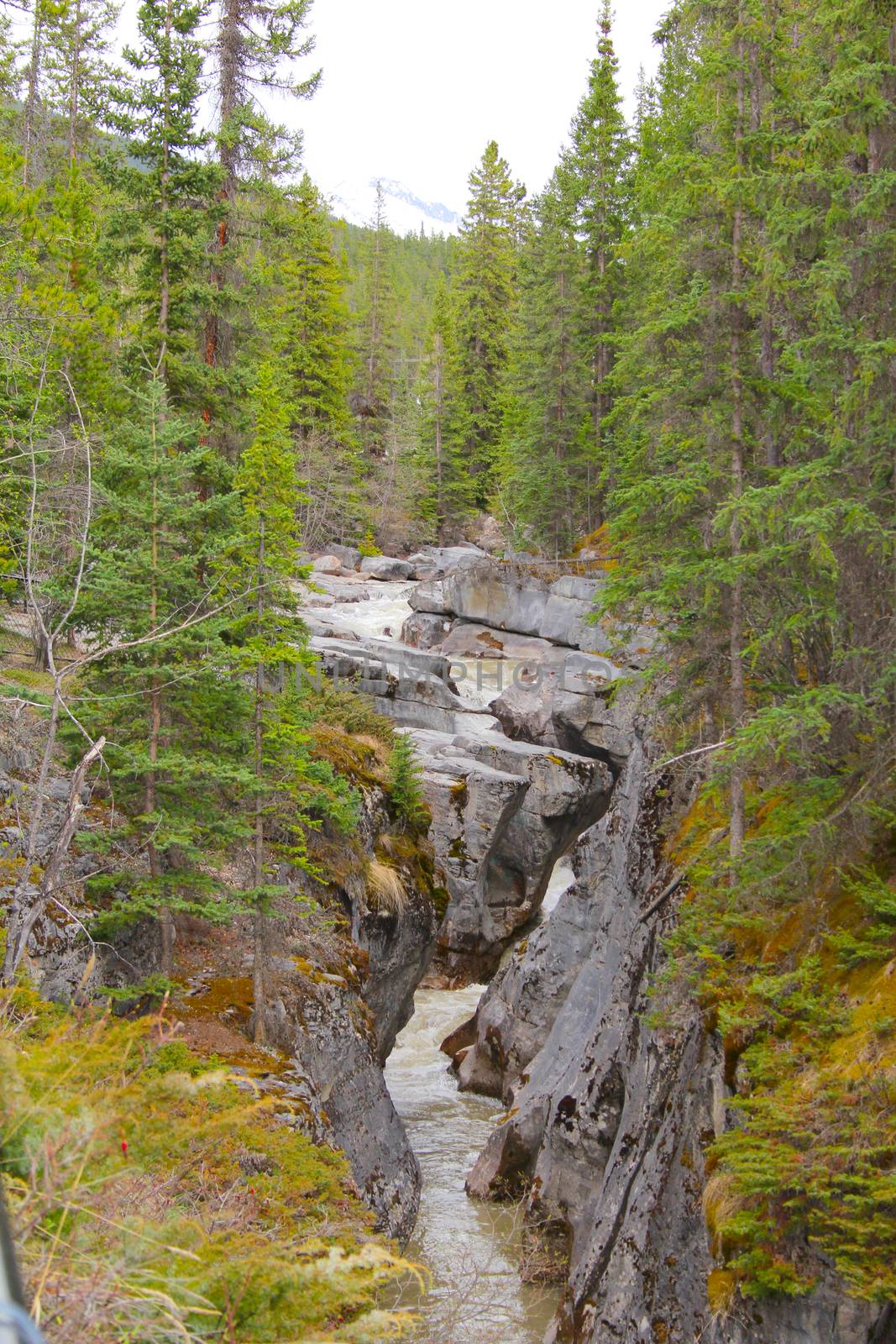 Rock formation with a stream carving amongst trees