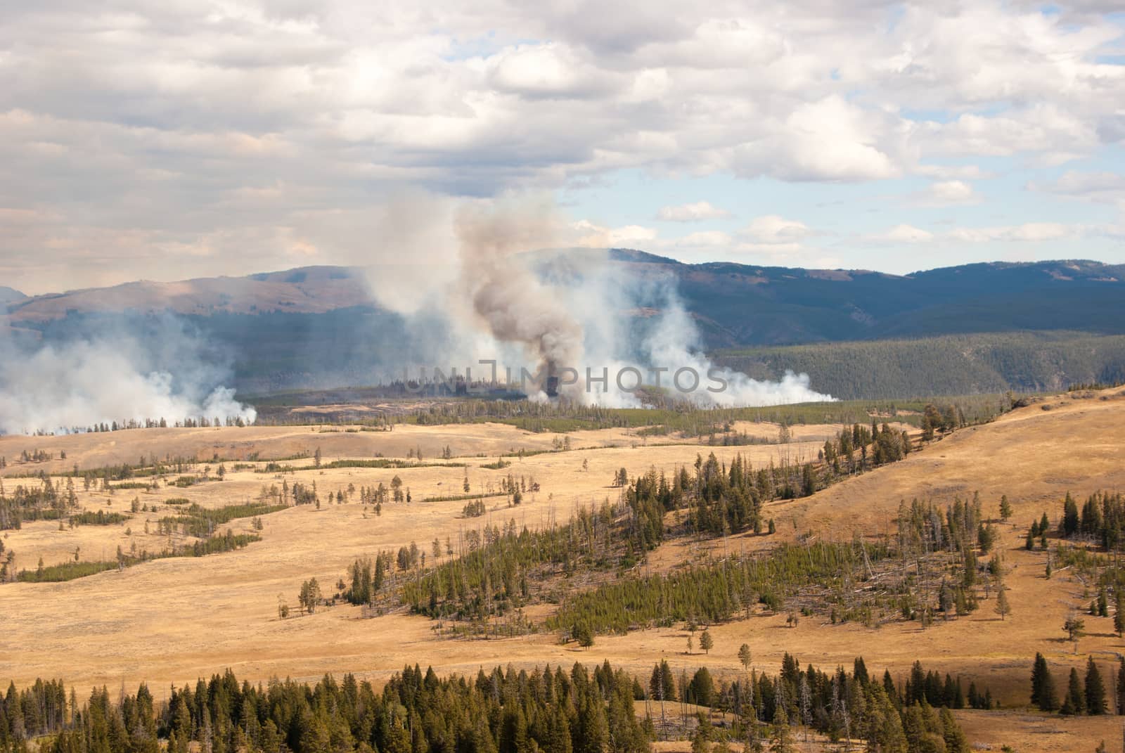 Forest fire in Yellowstone National Park, Wyoming USA