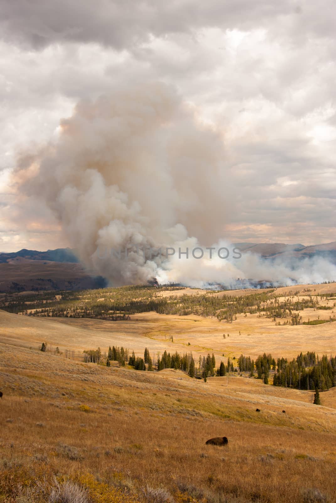 Trees ablaze while bison watch in Yellowstone by emattil