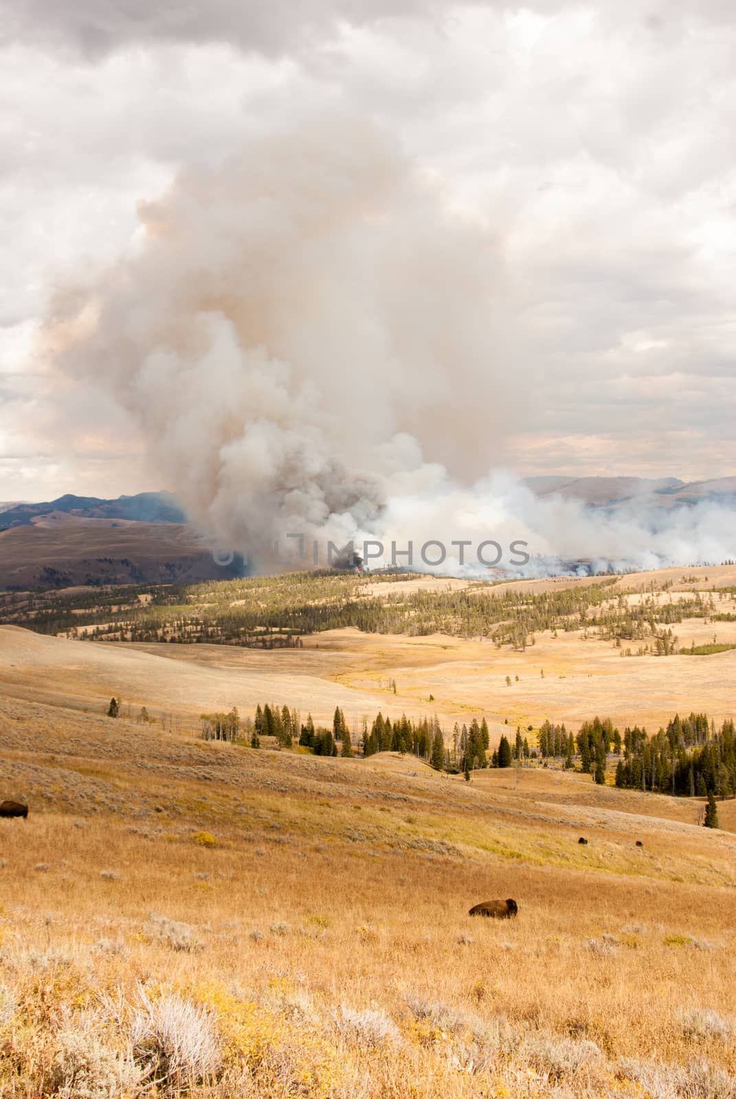 Fire threatens bison pastures in Yellowstone by emattil