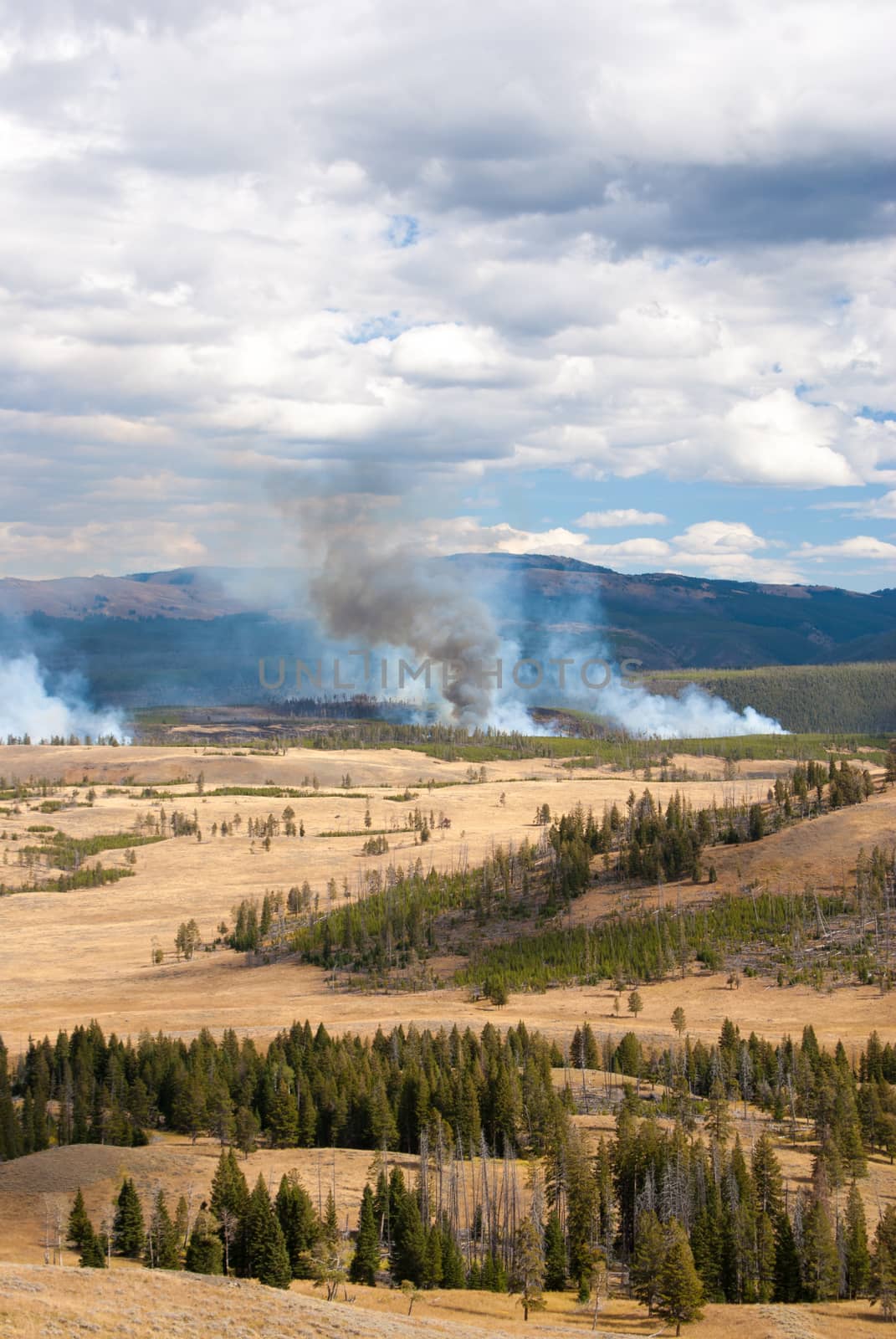 Forest fire in Yellowstone National Park, Wyoming USA