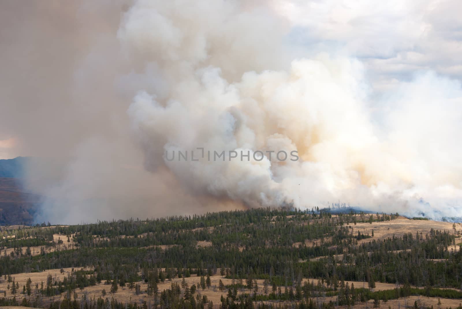 Forest fire in Yellowstone National Park, Wyoming USA