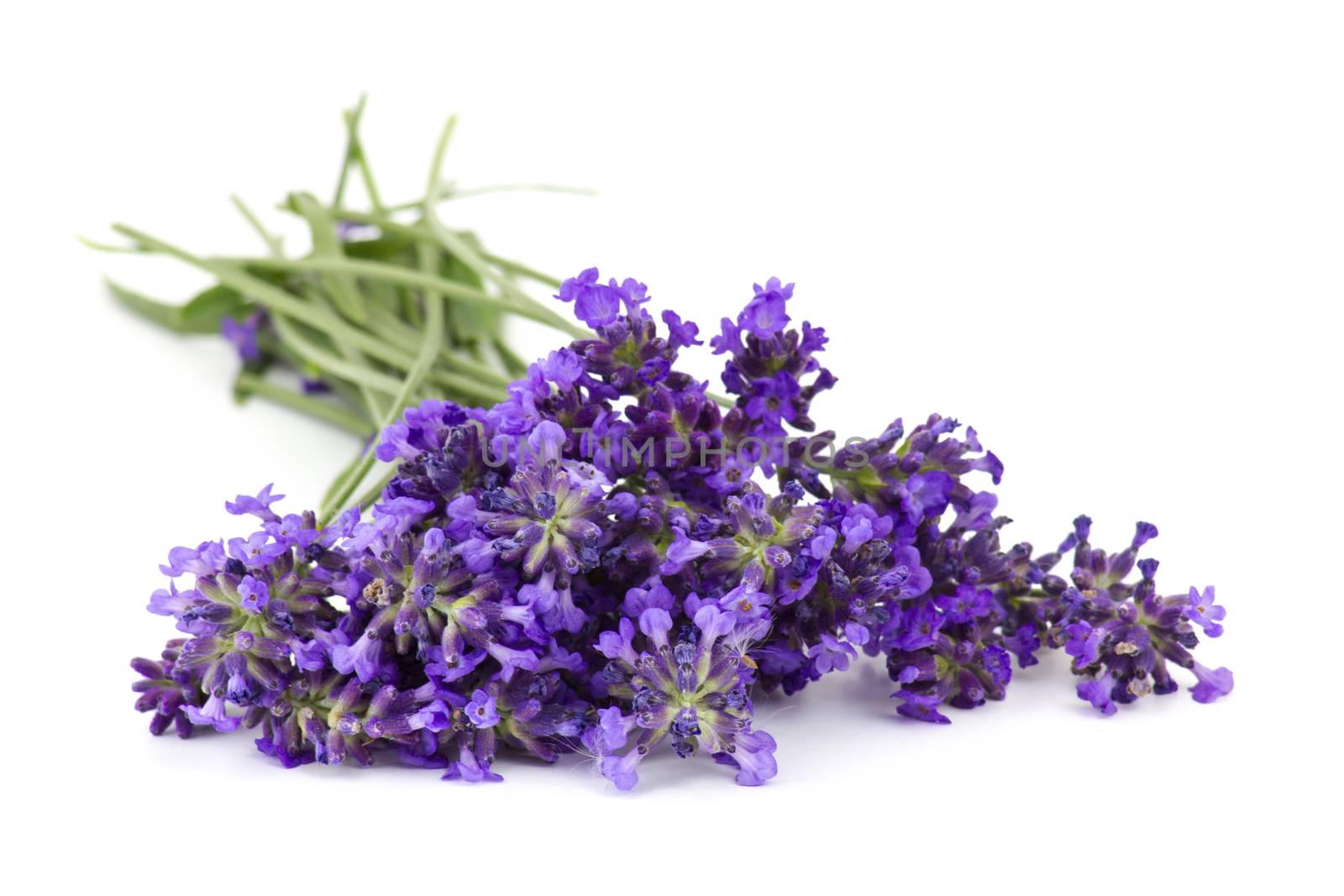 Bunch of lavender flowers on white background  by miradrozdowski