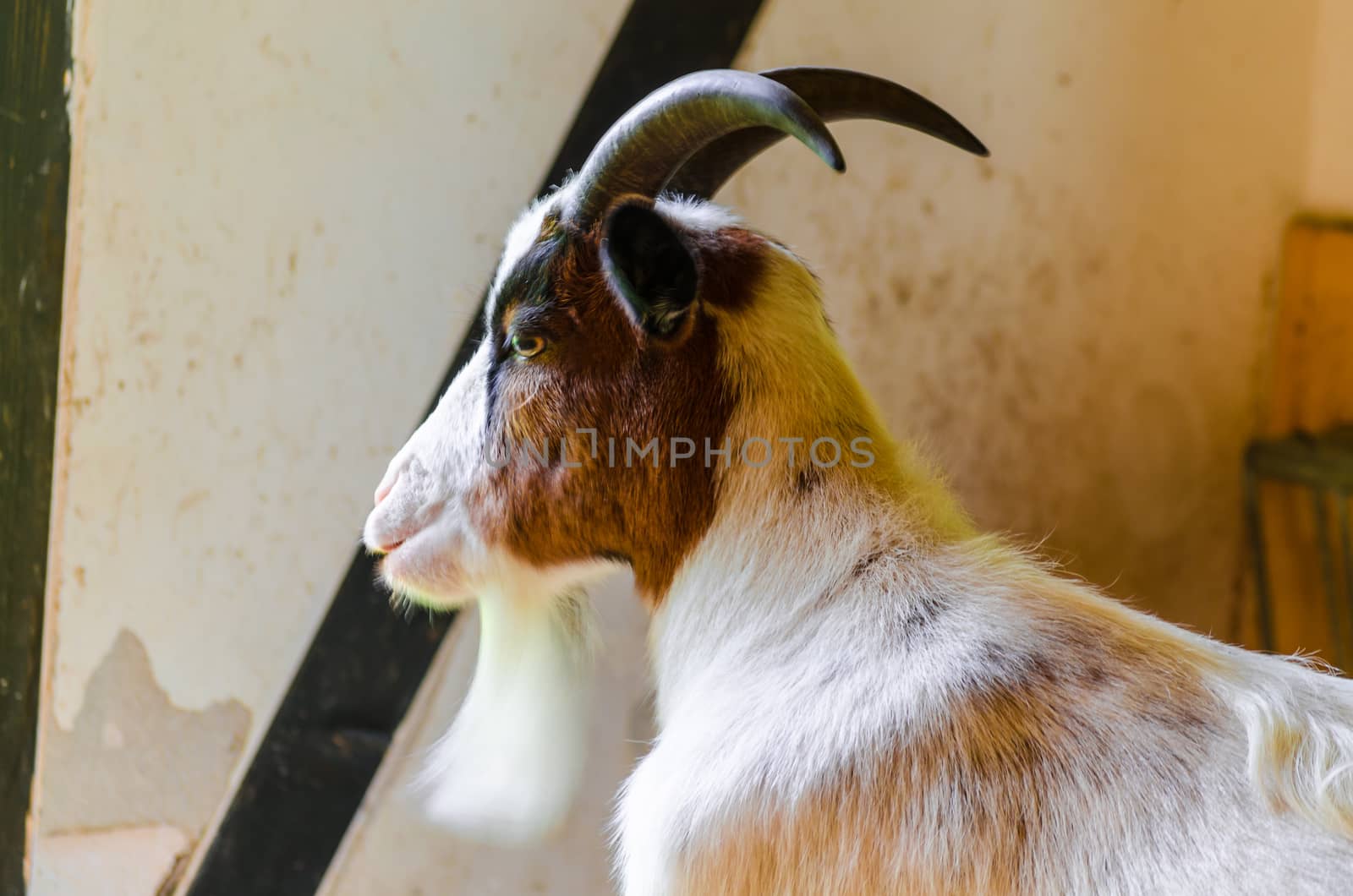 Domestic goat in the barn.