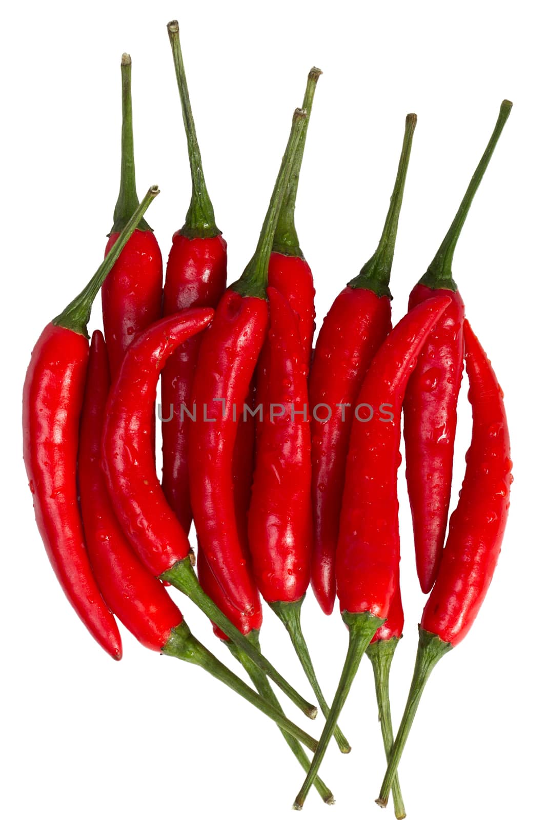 chili pepper isolated on a white background by papound