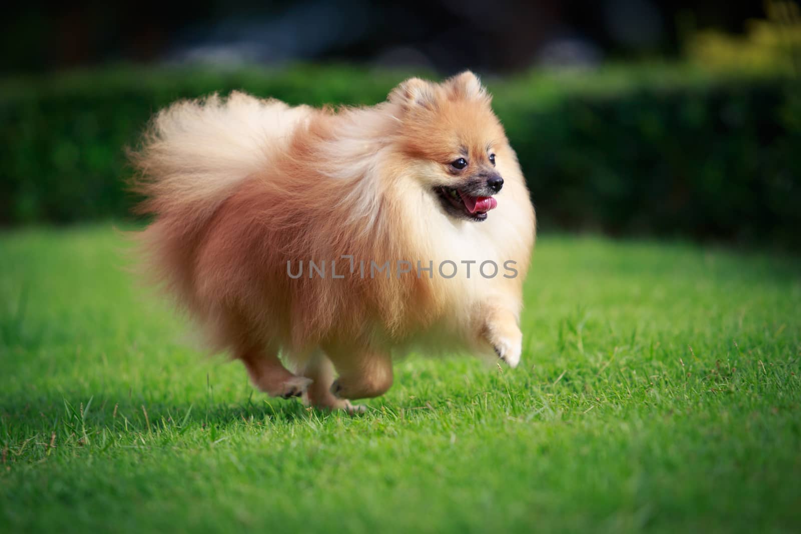 Pomeranian dog running on the lawn by papound