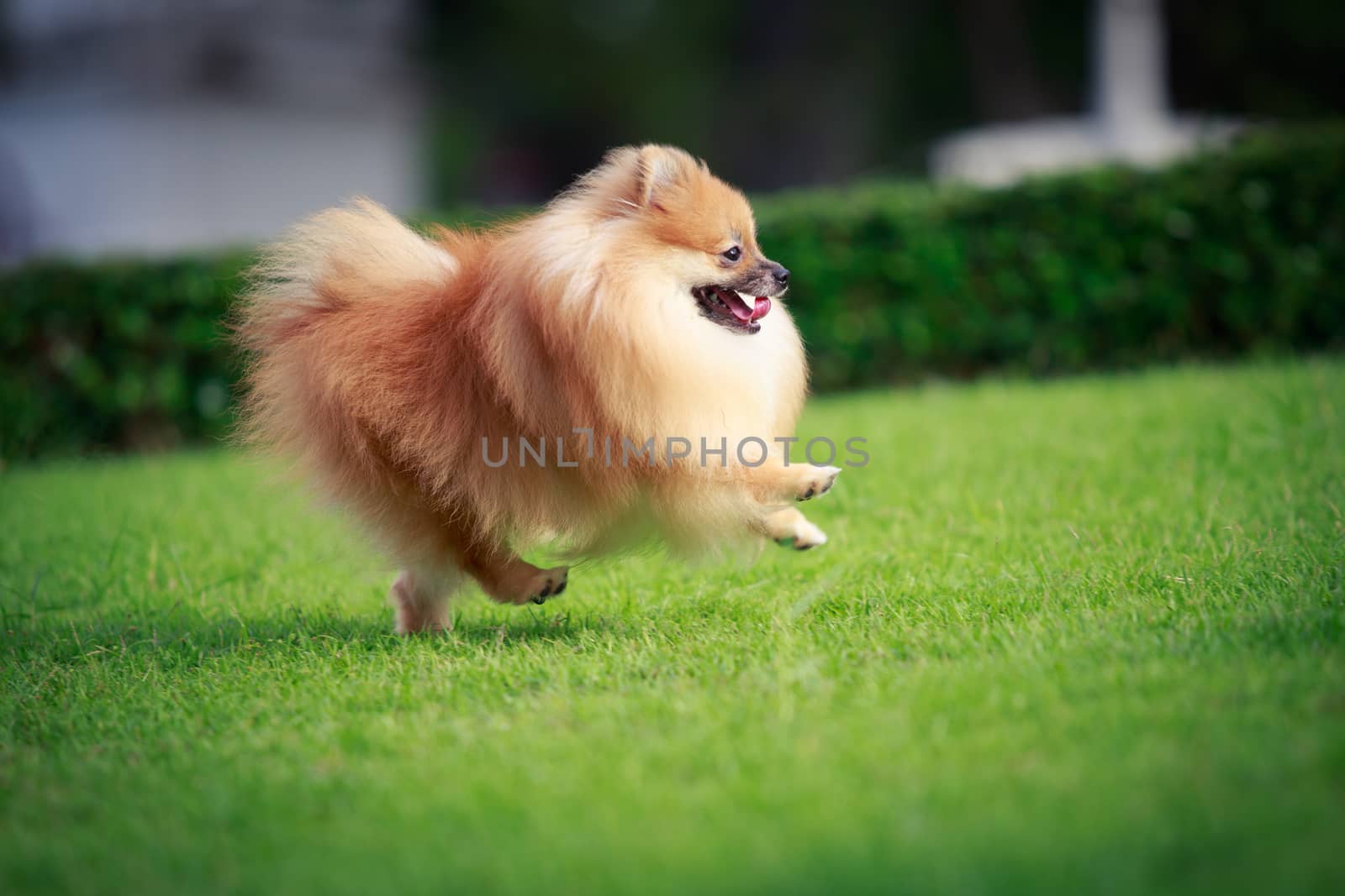 Pomeranian dog running on the lawn by papound