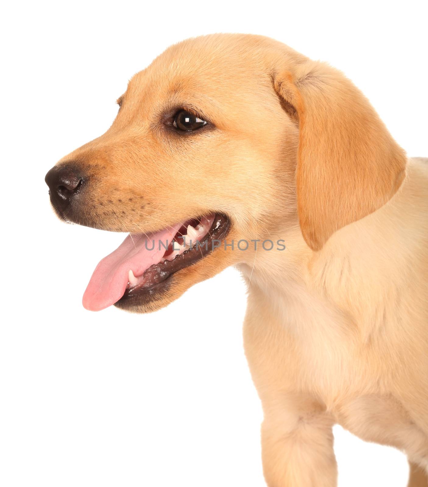 Cute Labrador Puppy - Portrait on white background