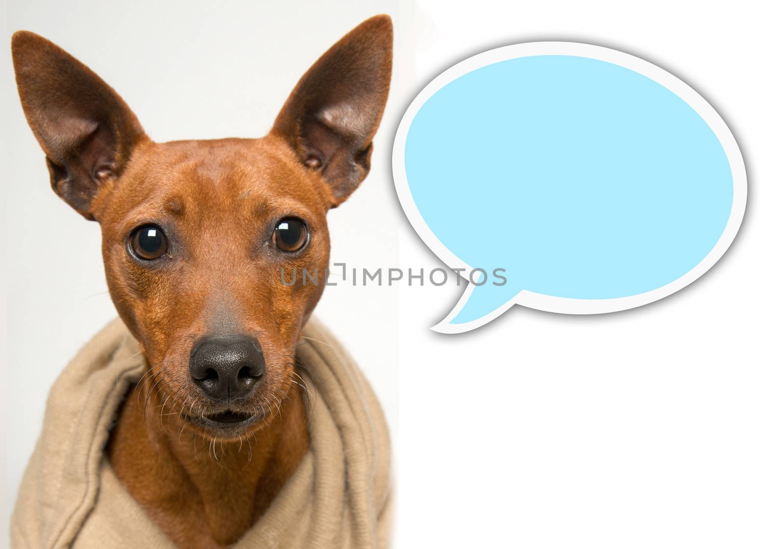 small dog during a photo session