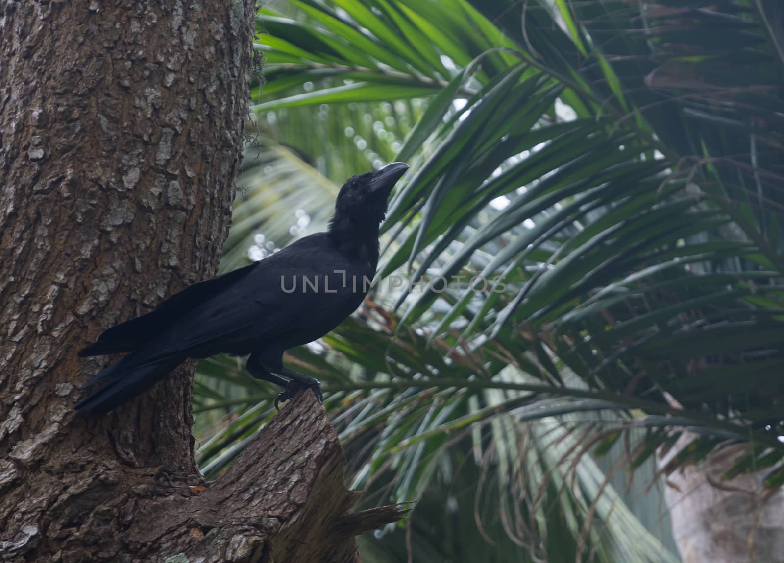 Black raven in tropical tree, Southern Province, Sri Lanka, Asia.