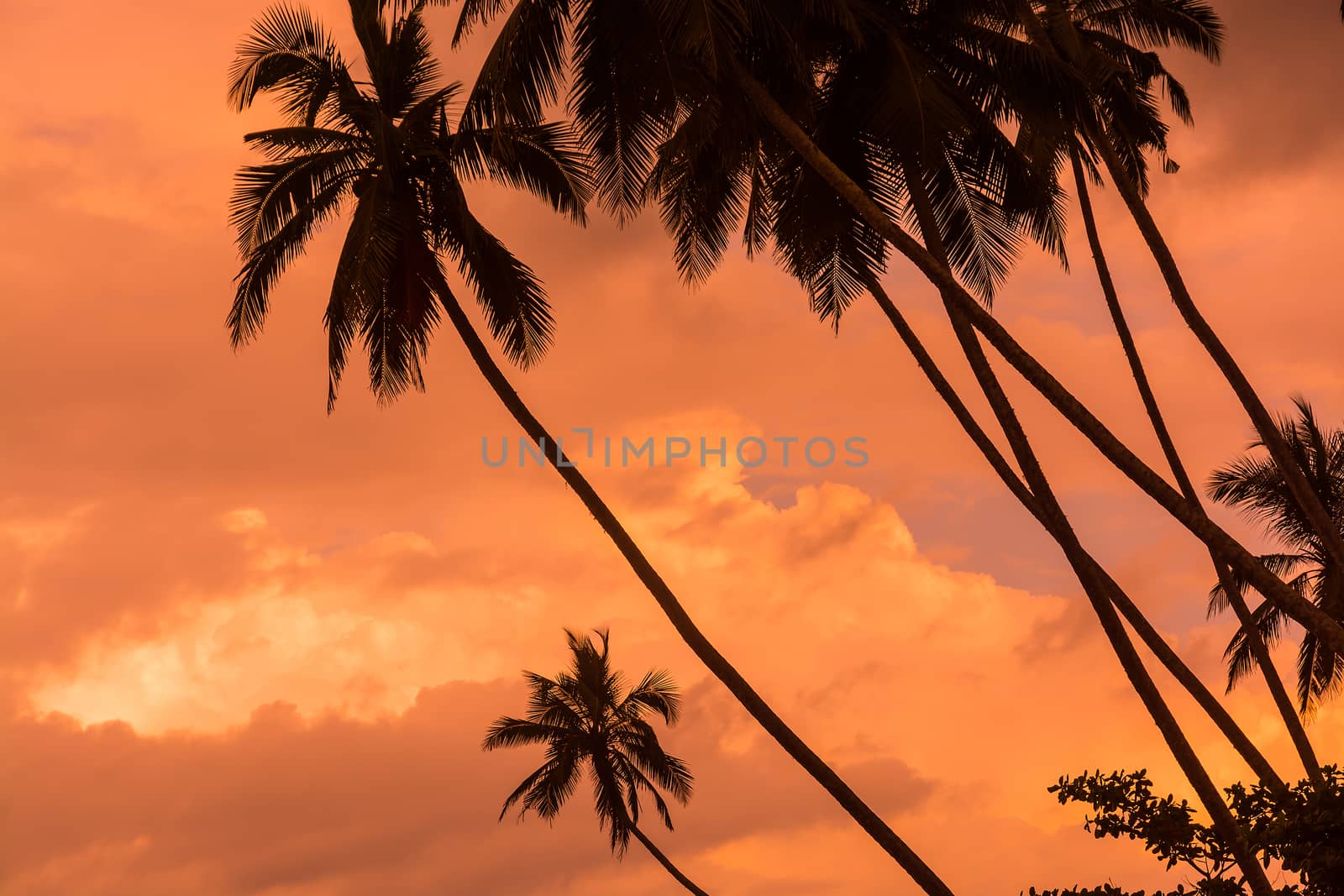 Palm silhouettes on cloudy warm orange skies, Sri Lanka, Asia in December.