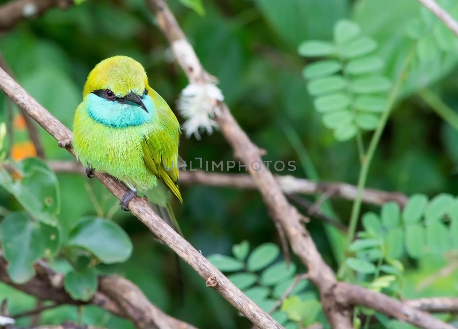 Green Bee-Eater Merops orientalis in Yala National Park, Sri Lanka, Southern Province, Asia,