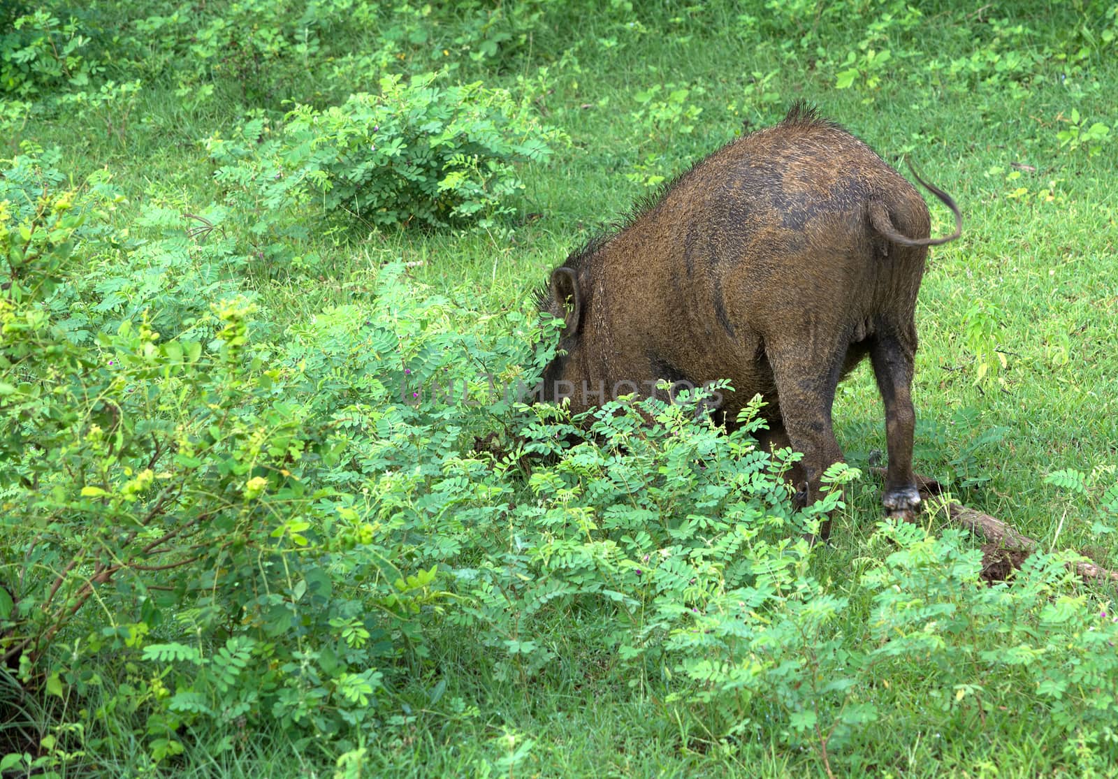 Wild boar grazing in Yala National Park, Sri Lanka, Southern Province, Asia,