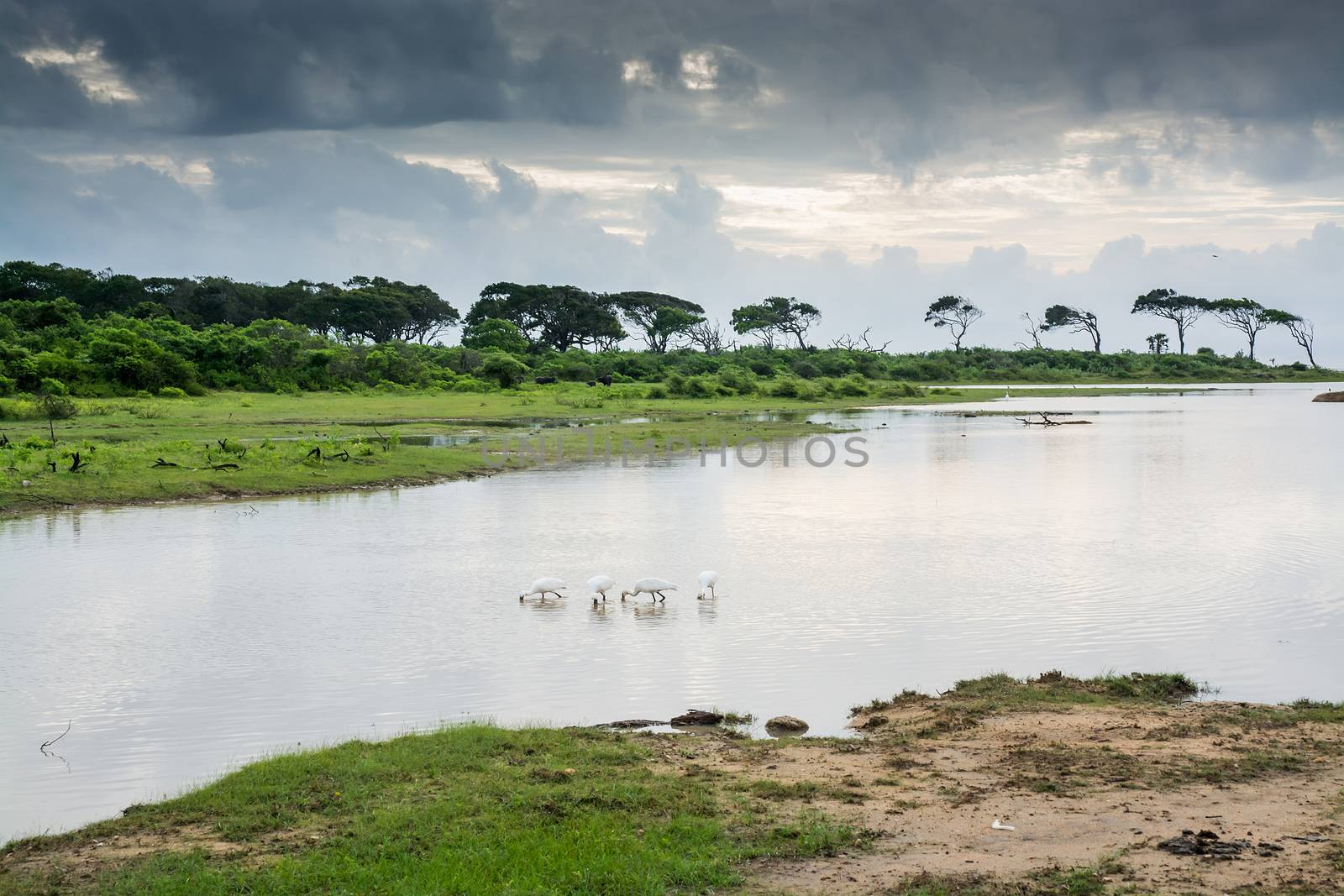 White Spoonbill in Yala National Park, Sri Lanka, Southern Province, Asia,