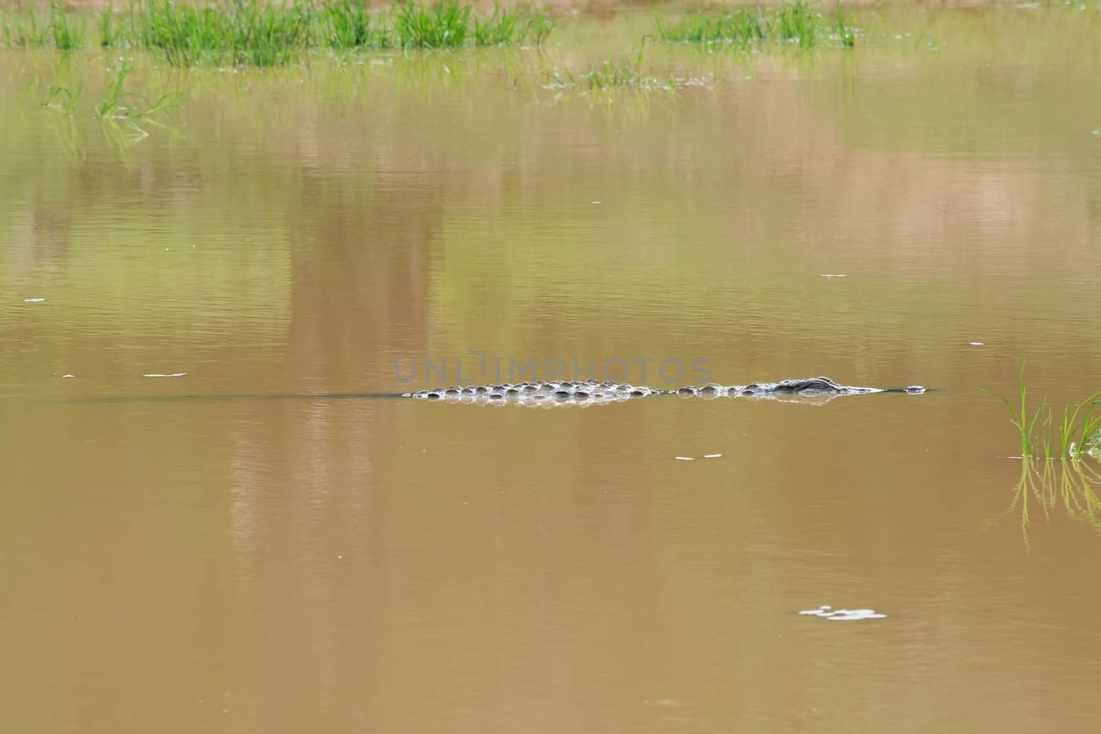 Crocodile lurching in muddy lake in Yala National Park, Sri Lanka, Southern Province, Asia,
