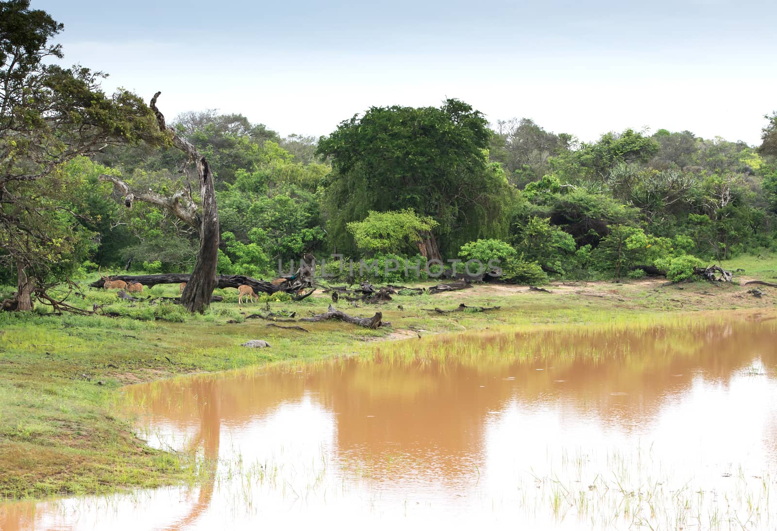 Crocodile deer and peafowl. Salt water crocodile, deer and peacocks by a muddy brown lake in Yala National Park, Sri Lanka, Southern Province, Asia,