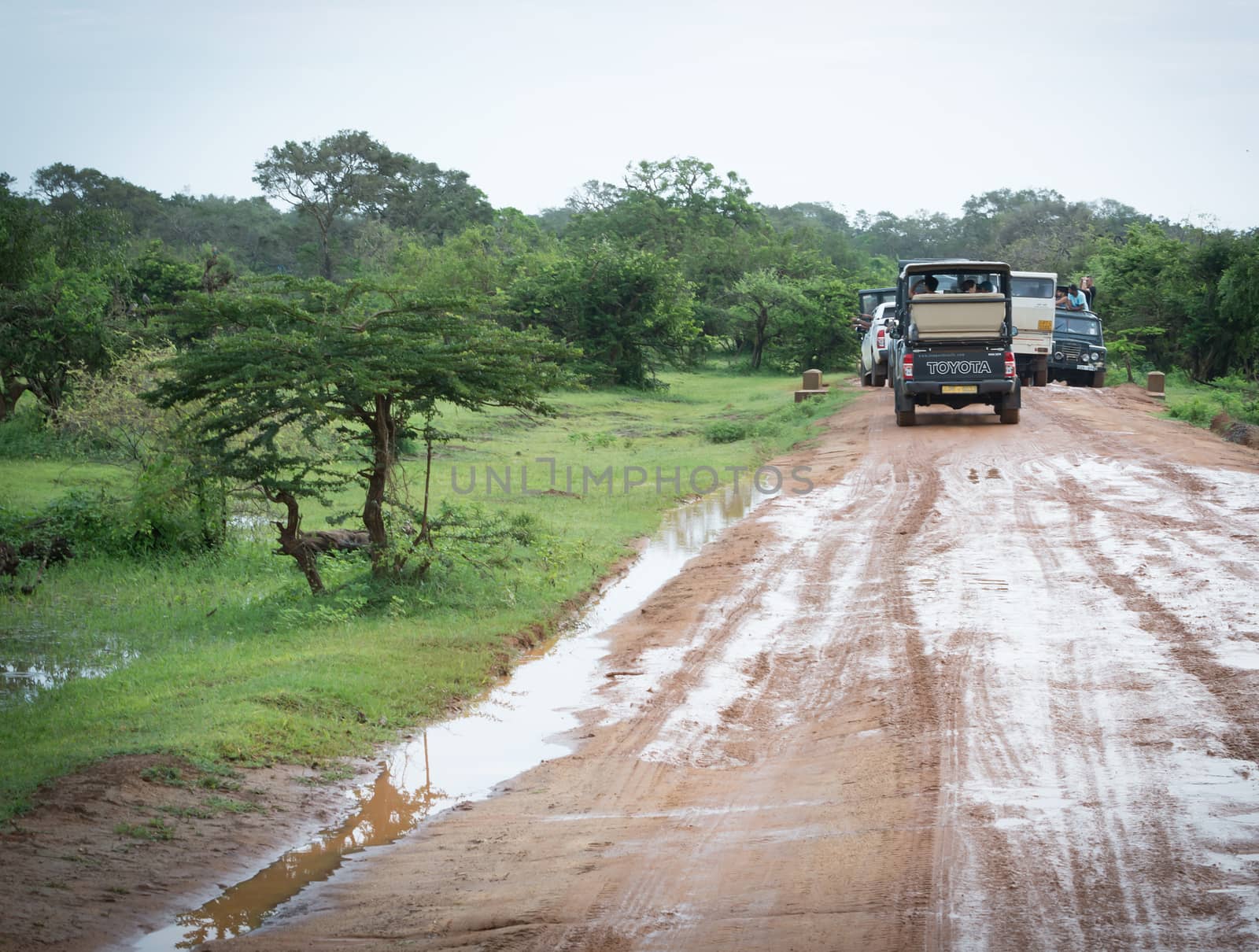 YALA NATIONAL PARK, SOUTHERN PROVINCE, SRI LANKA, ASIA - DECEMBER 18, 2014: Leopard watch. Loud diesel run safari jeeps crowding  on muddy road to get a glimpse of a leopard on December 18 2014 in Yala National Park, Sri Lanka, Southern Province, Asia,