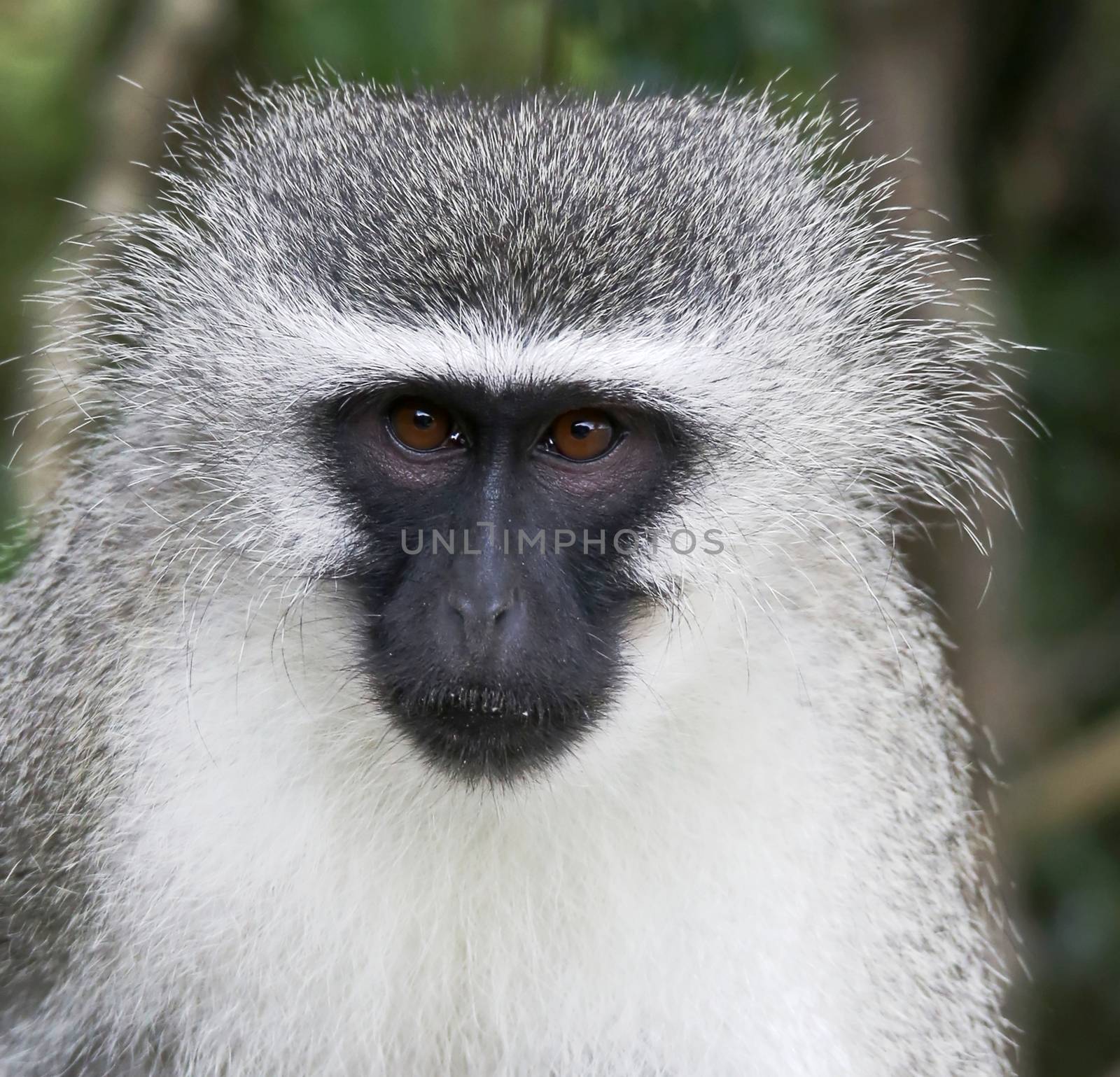 Vervet Monkey Portrait by fouroaks