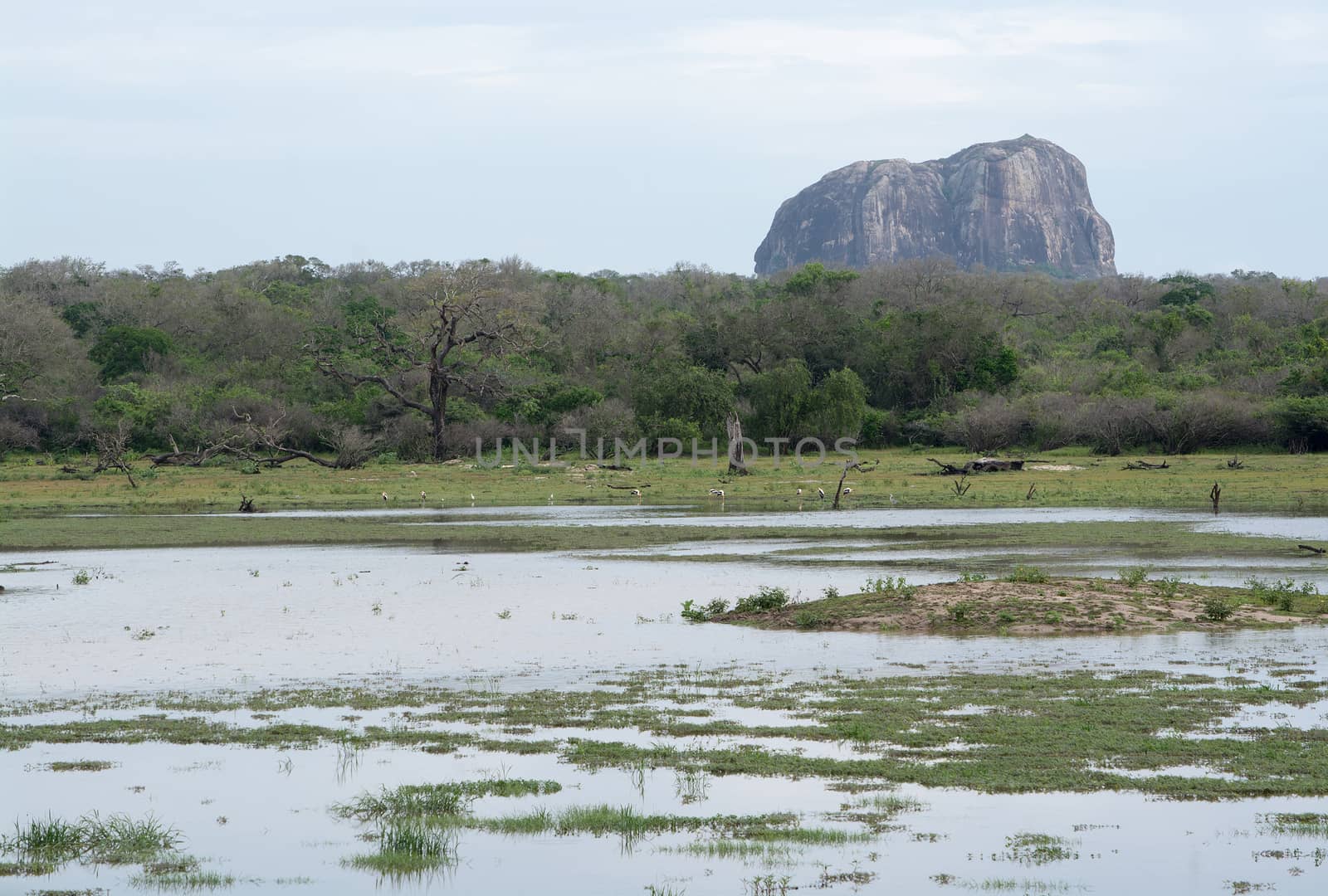 Mountain and painted storks in Yala National Park, Sri Lanka, Southern Province, Asia,
