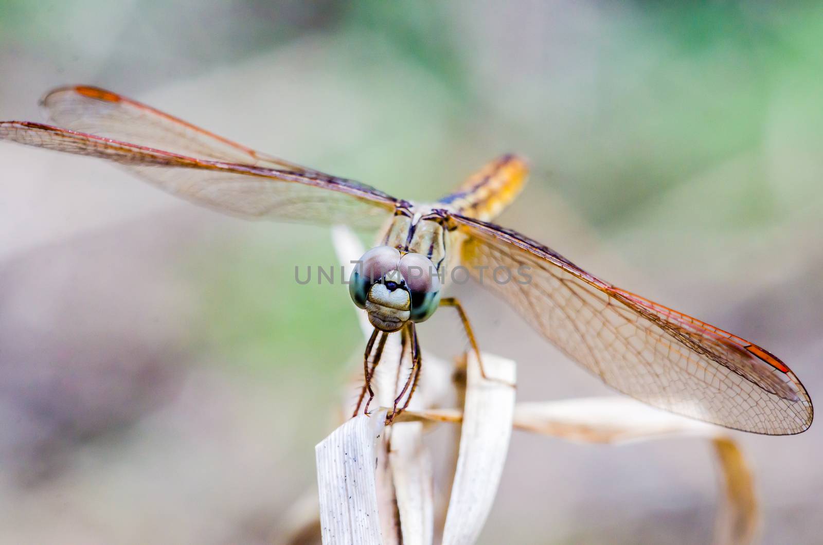 Close Up dragonfly on dry grass with blurred background