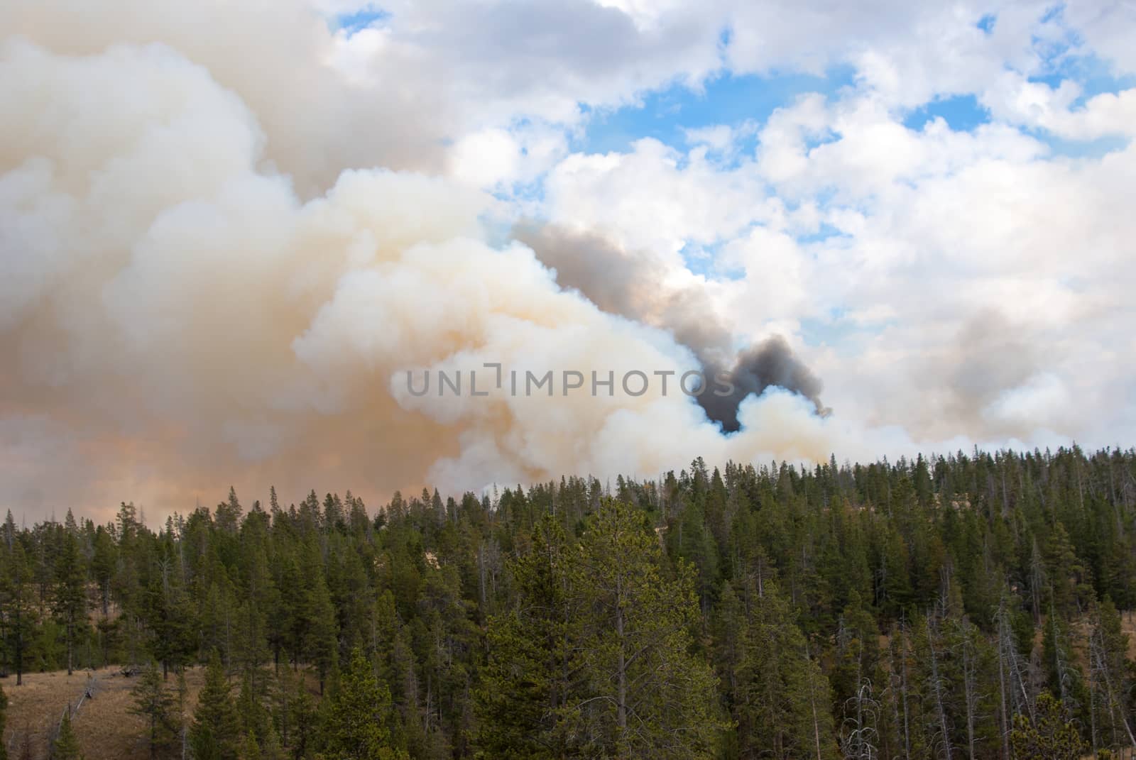 Forest fire in Yellowstone National Park, Wyoming USA