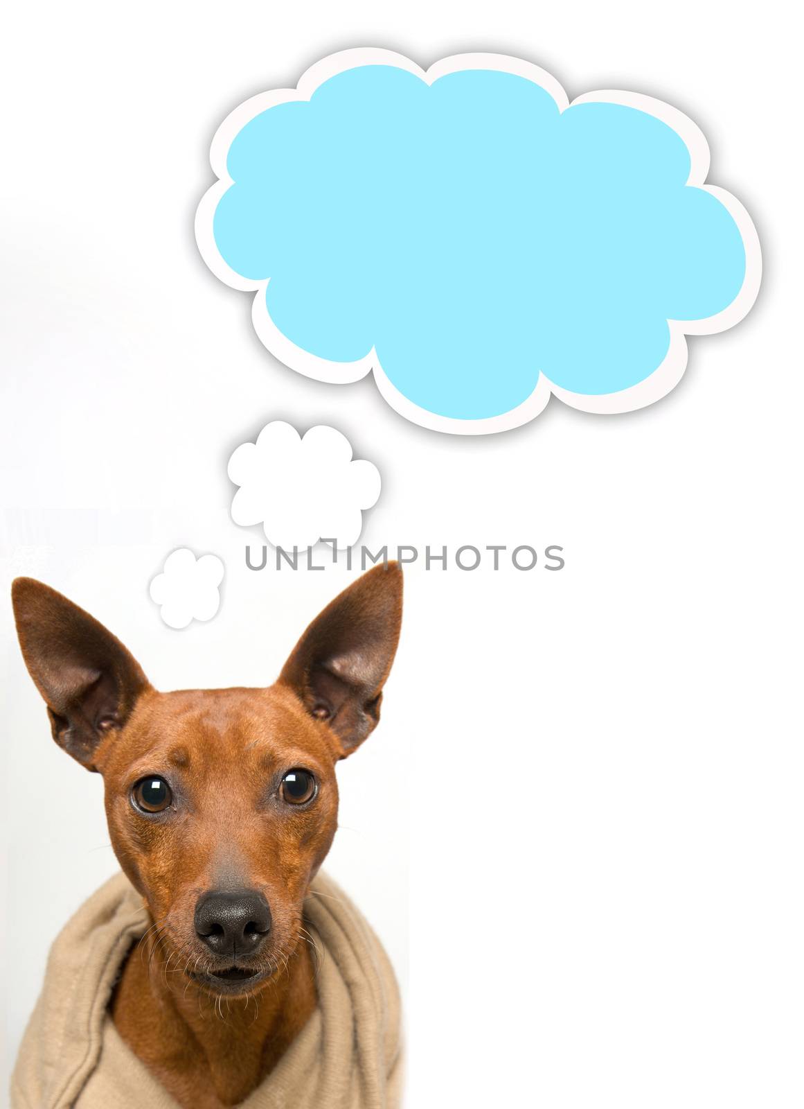 small dog during a photo session