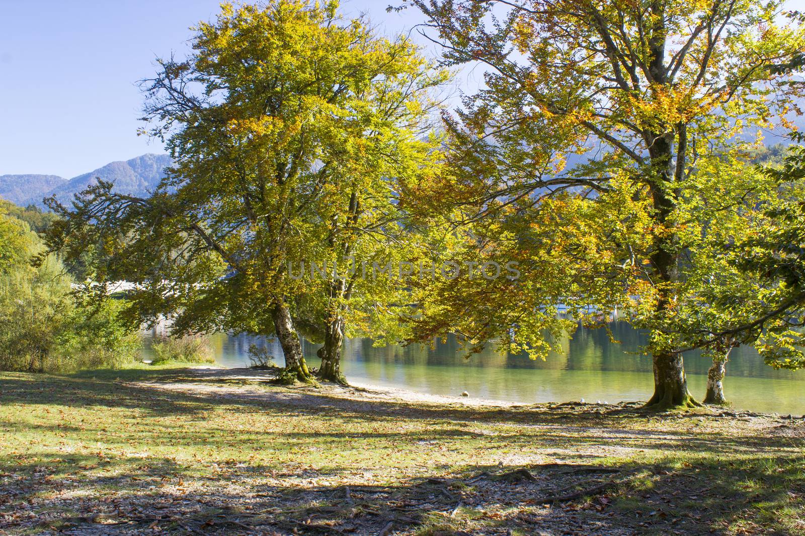 Old trees by the Bohinj lake, Slovenia