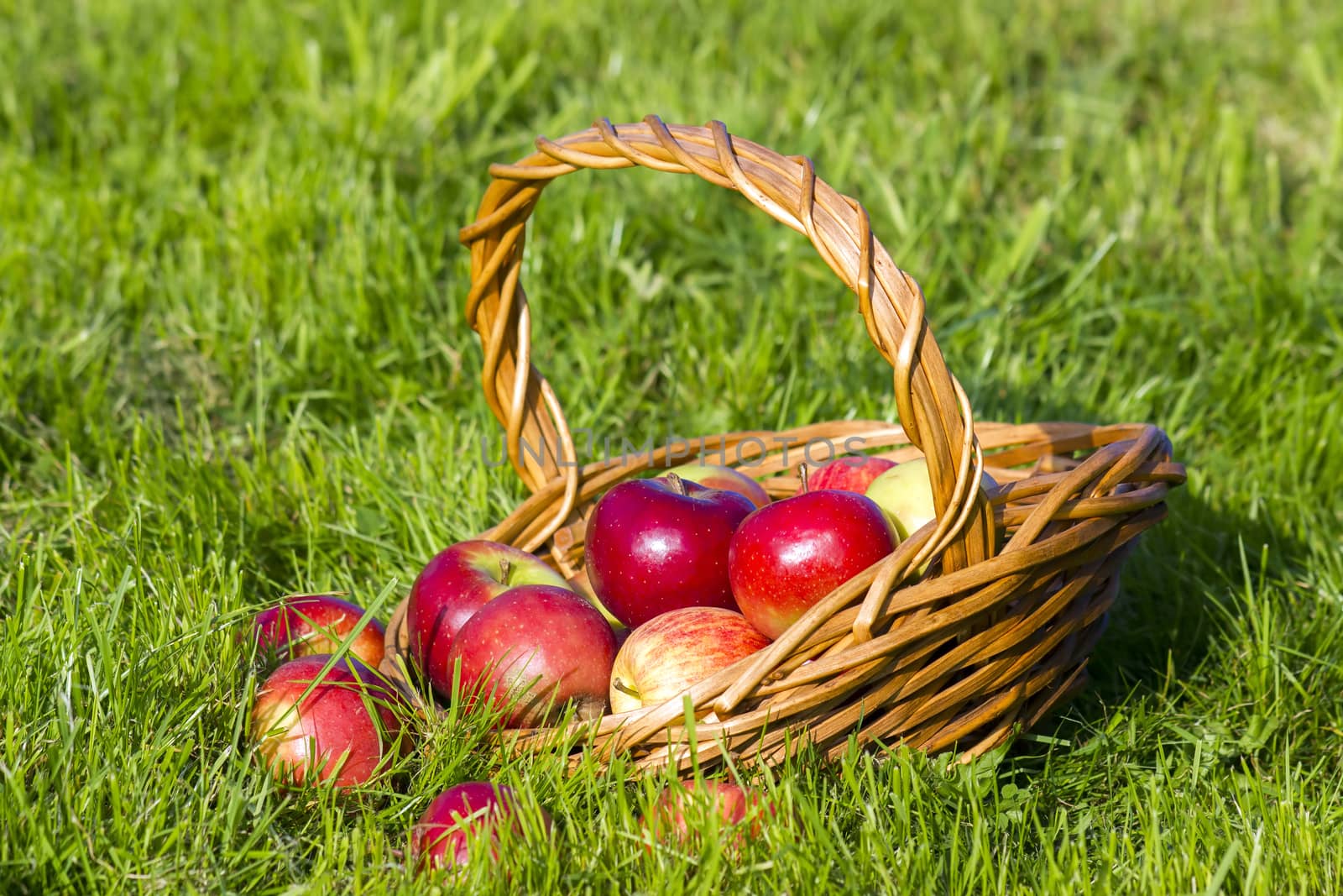 fresh apples in a basket by miradrozdowski