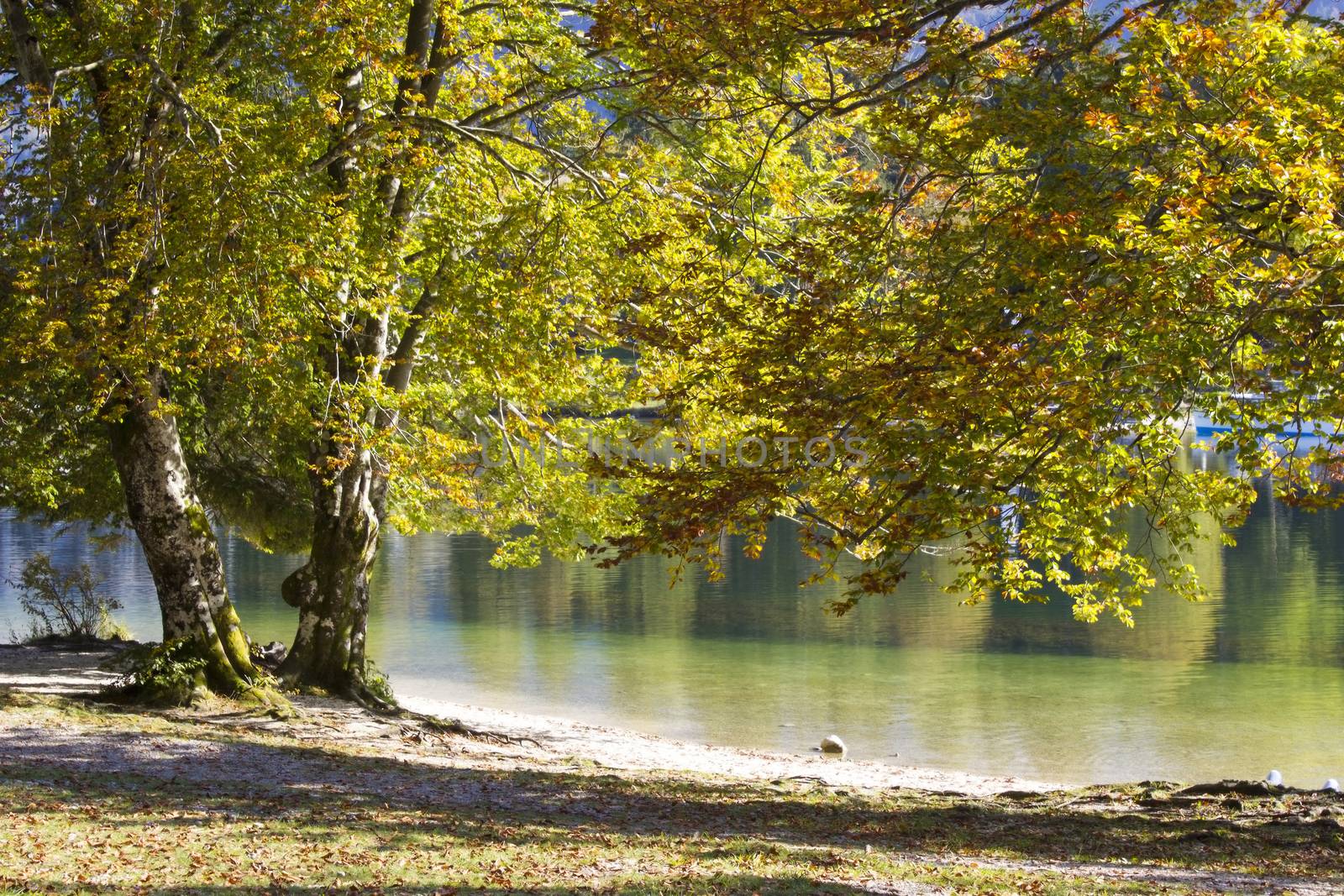 Old tree by the Bohinj lake, Slovenia